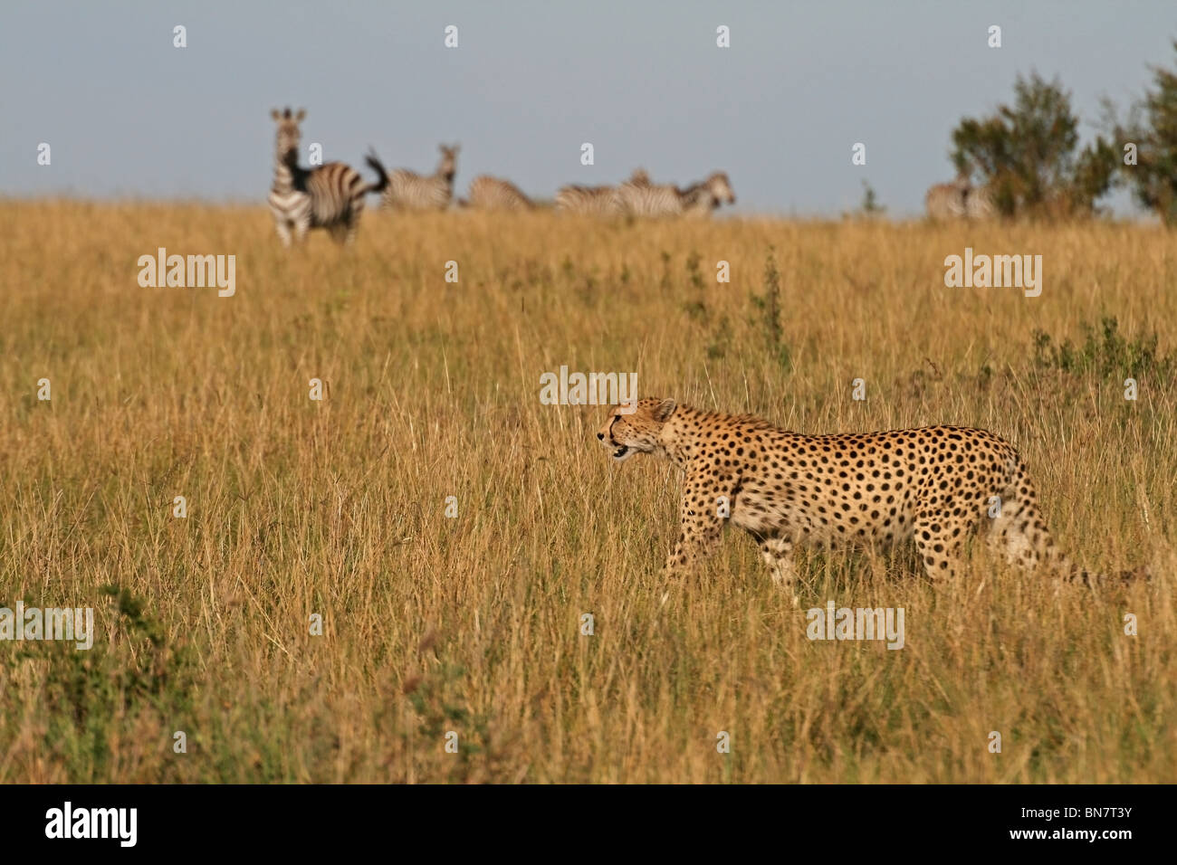 Geparden zu Fuß in die offene Savanne der Masai Mara National Reserve