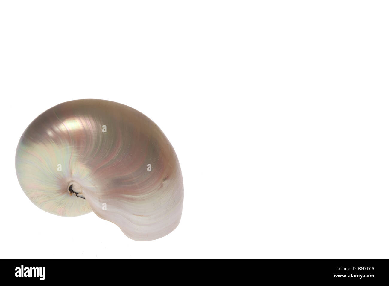Foto von einem Nautilus isoliert auf weißem Hintergrund Stockfoto
