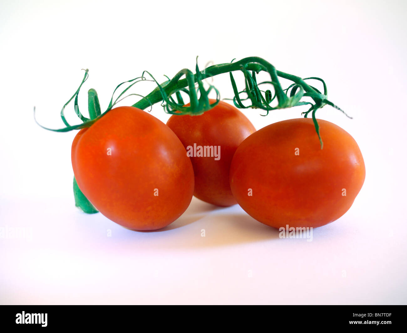 Tomaten Stockfoto