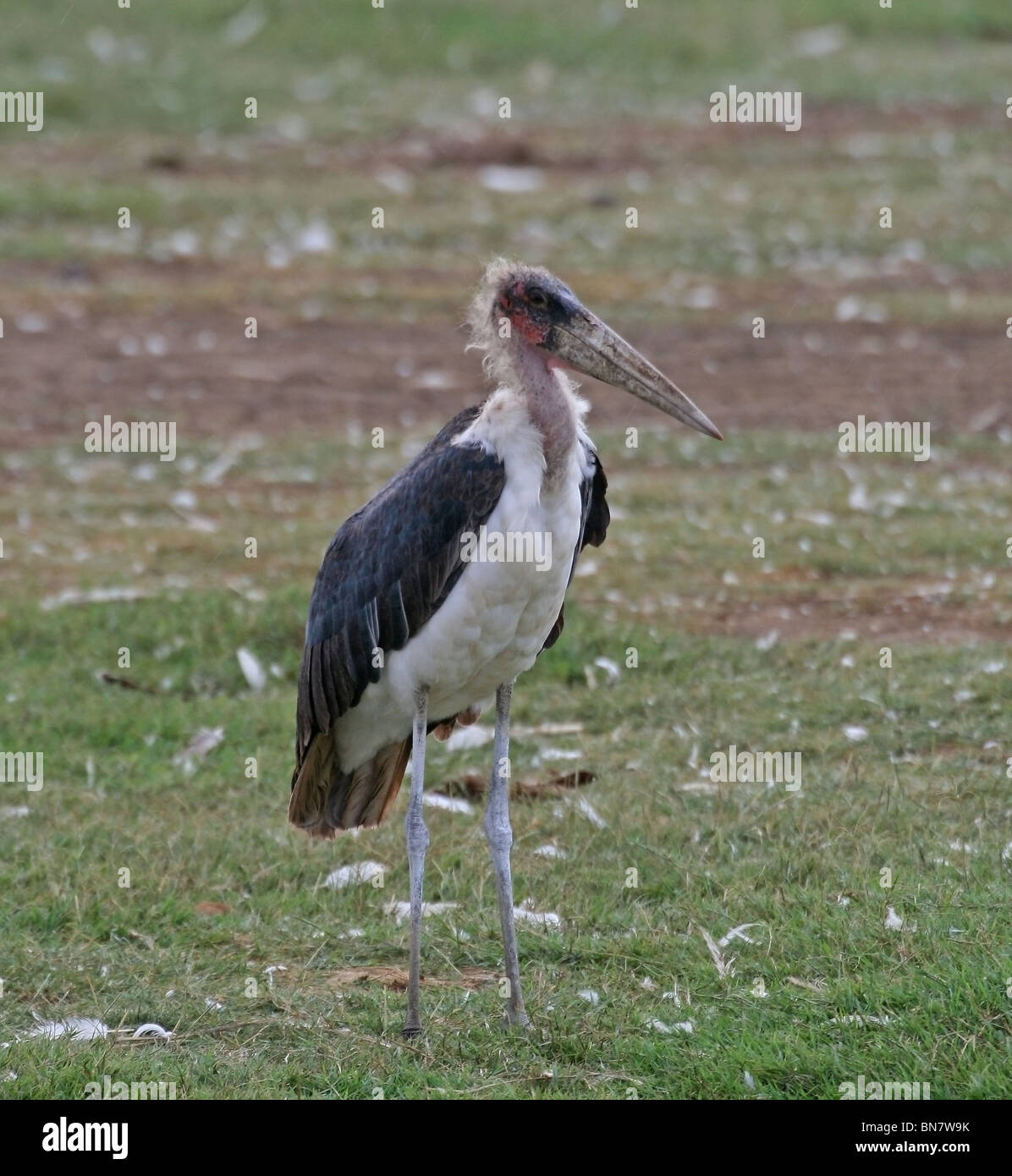 Marabou Storch stehend in Lake Nakuru National Reserve, Kenia, Afrika Stockfoto