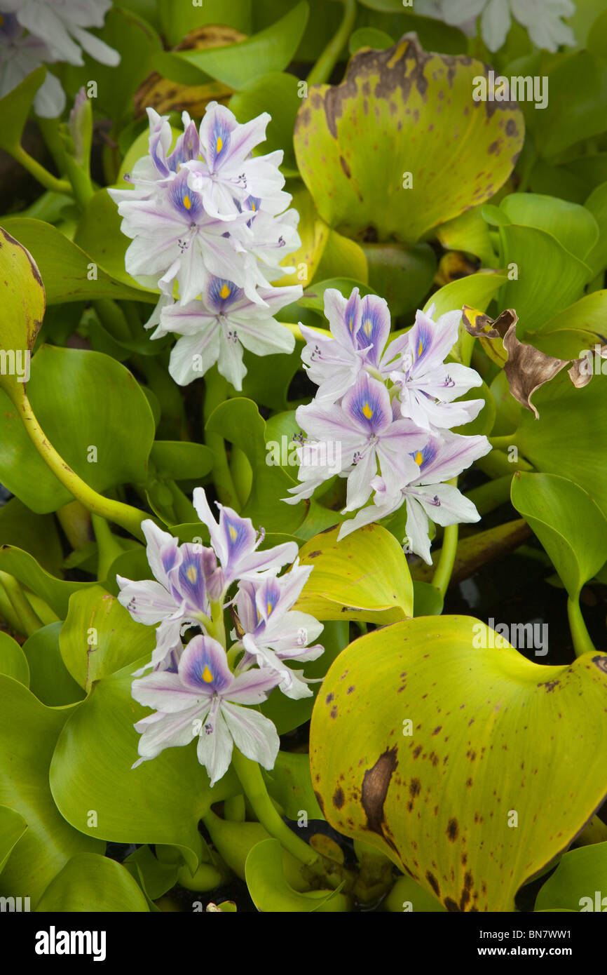 Gemeinsamen Wasser-Hyazinthe blüht. Eichhornia crassipes Stockfoto