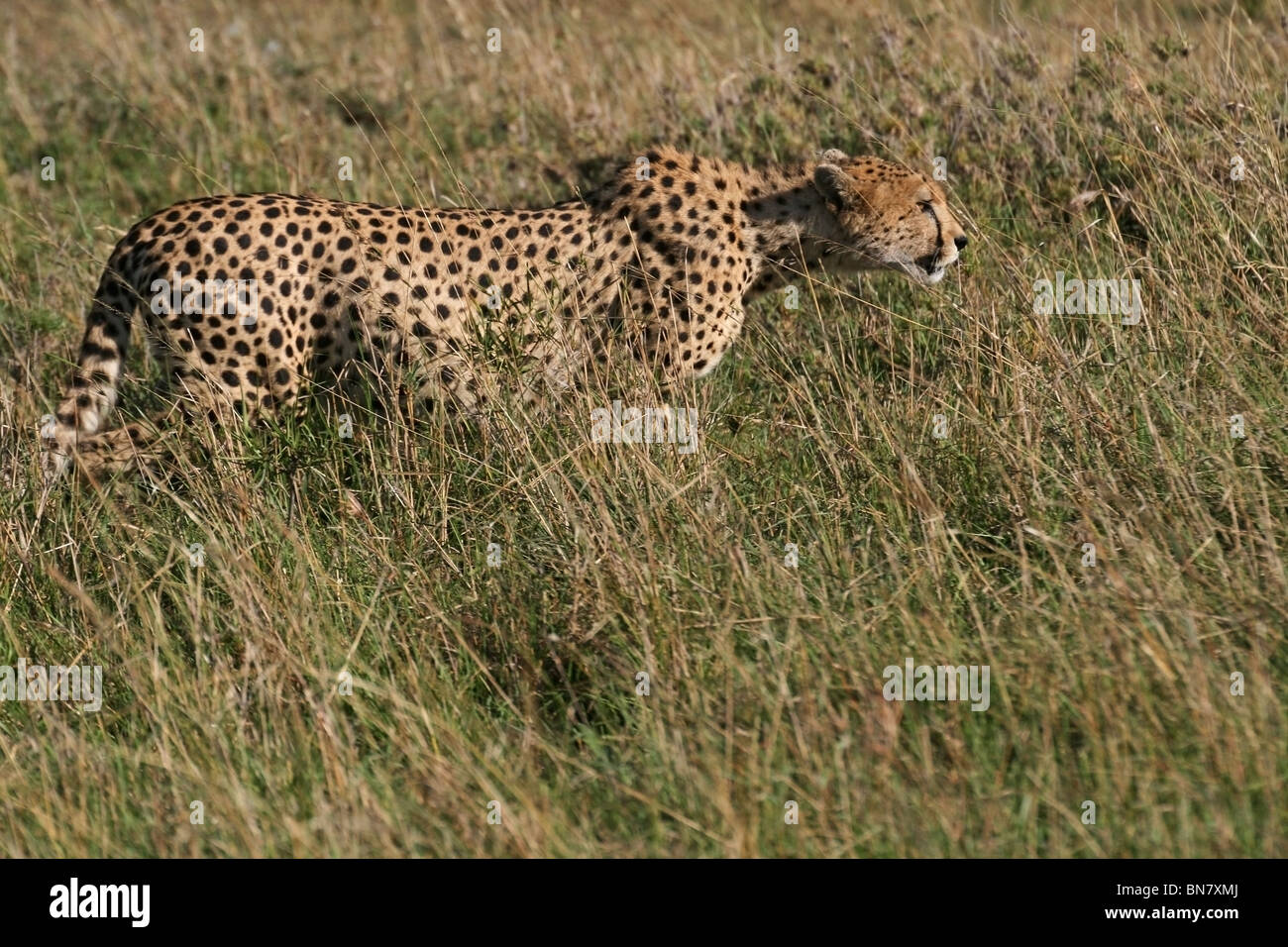 Gepard stalking in der offenen Savanne der Masai Mara National Reserve, Kenia, Ostafrika Stockfoto