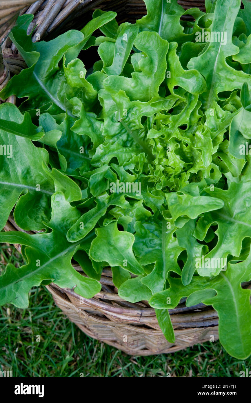 Frisch gepflückten Salat in einem Korb Weide Stockfoto