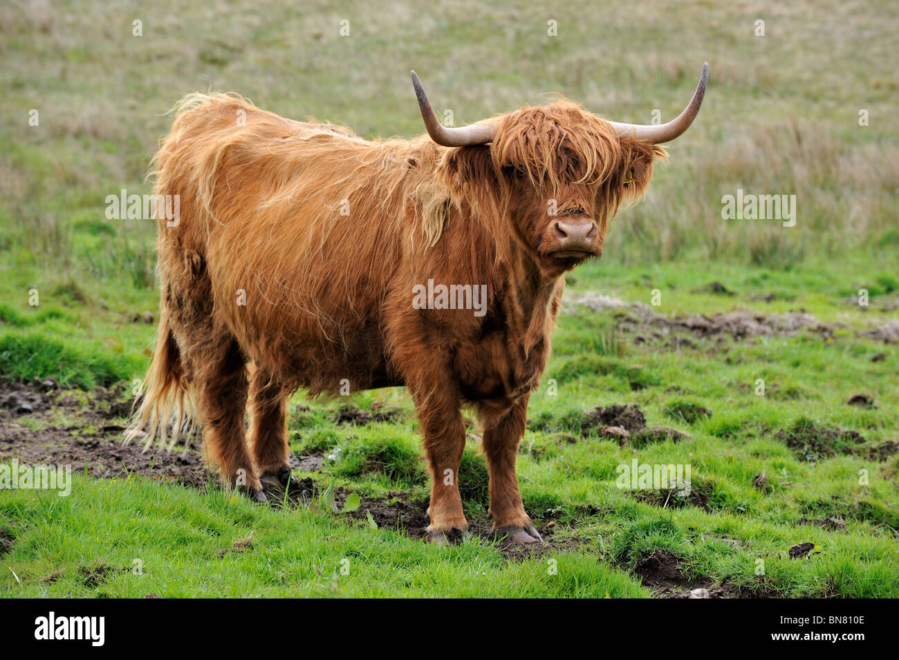 Highland Kuh (Bos Taurus) auf der Isle Of Skye, Schottland, UK Stockfoto