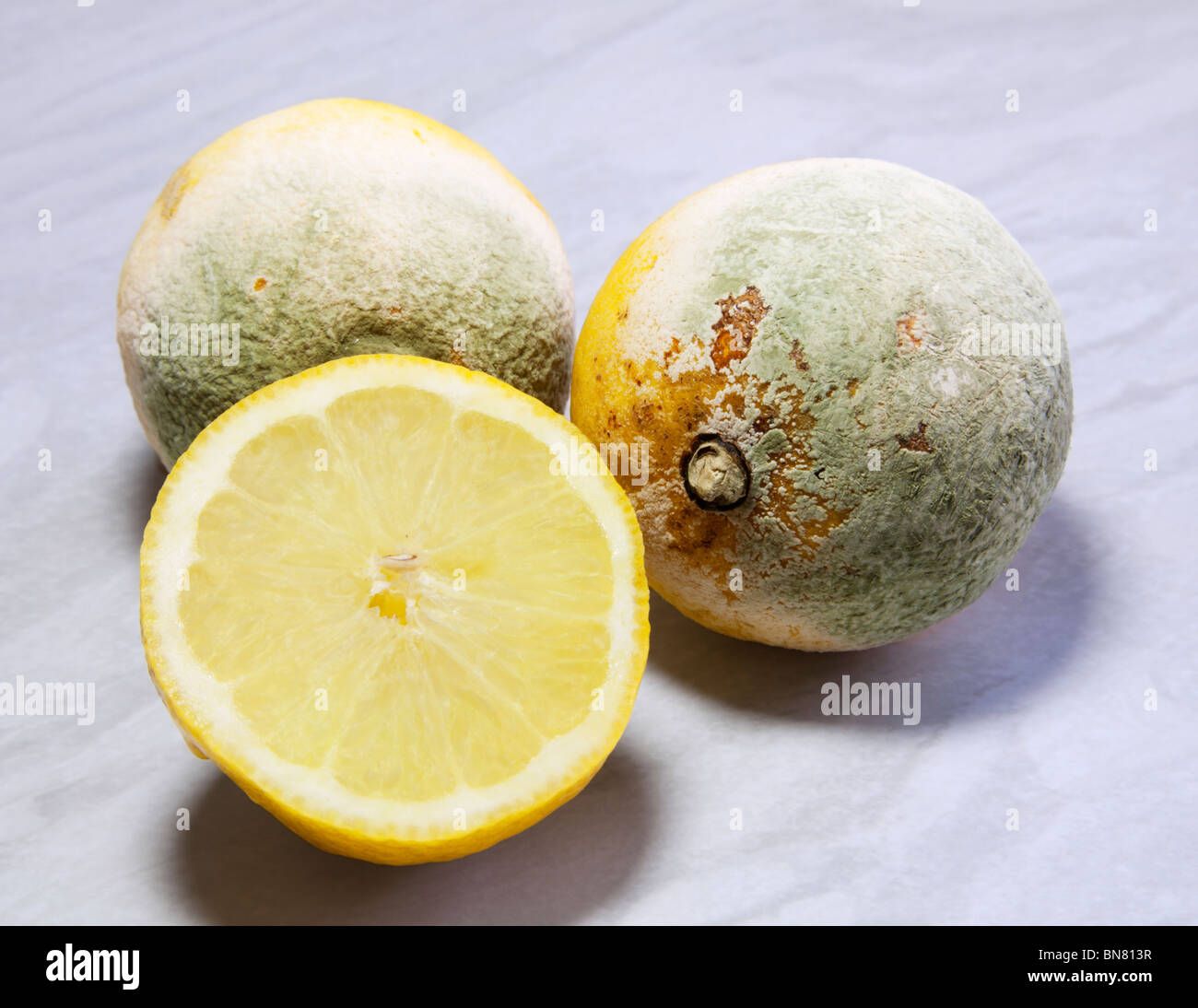 Verdorbene alte Zitronen mit grünen Penicillium Pilz Schimmel bedeckt. Stockfoto