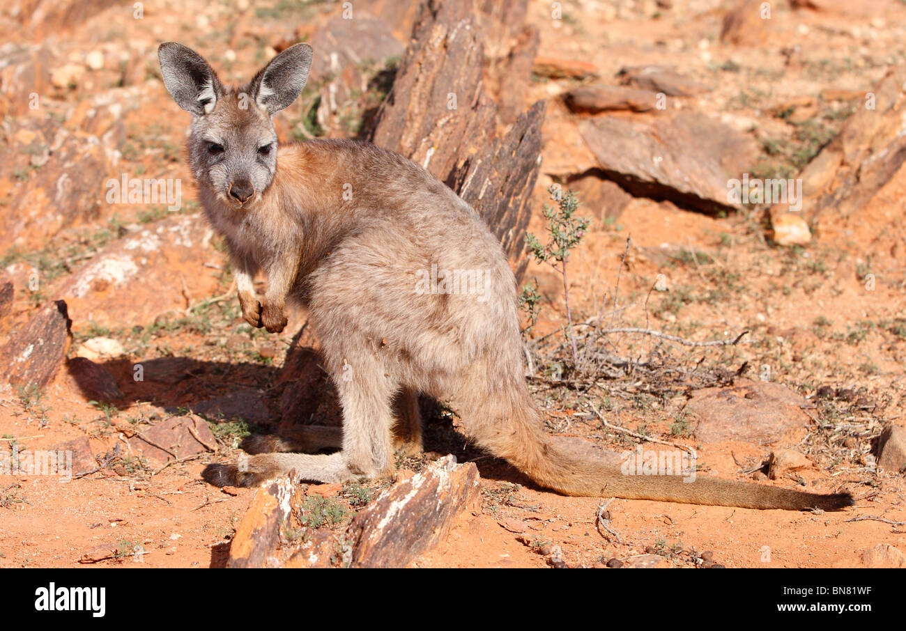 BROKEN HILL, NSW - CIRCA 2009: Ein Känguru im australischen Outback, ca. 2009, Broken Hill, NSW, Australien. Stockfoto