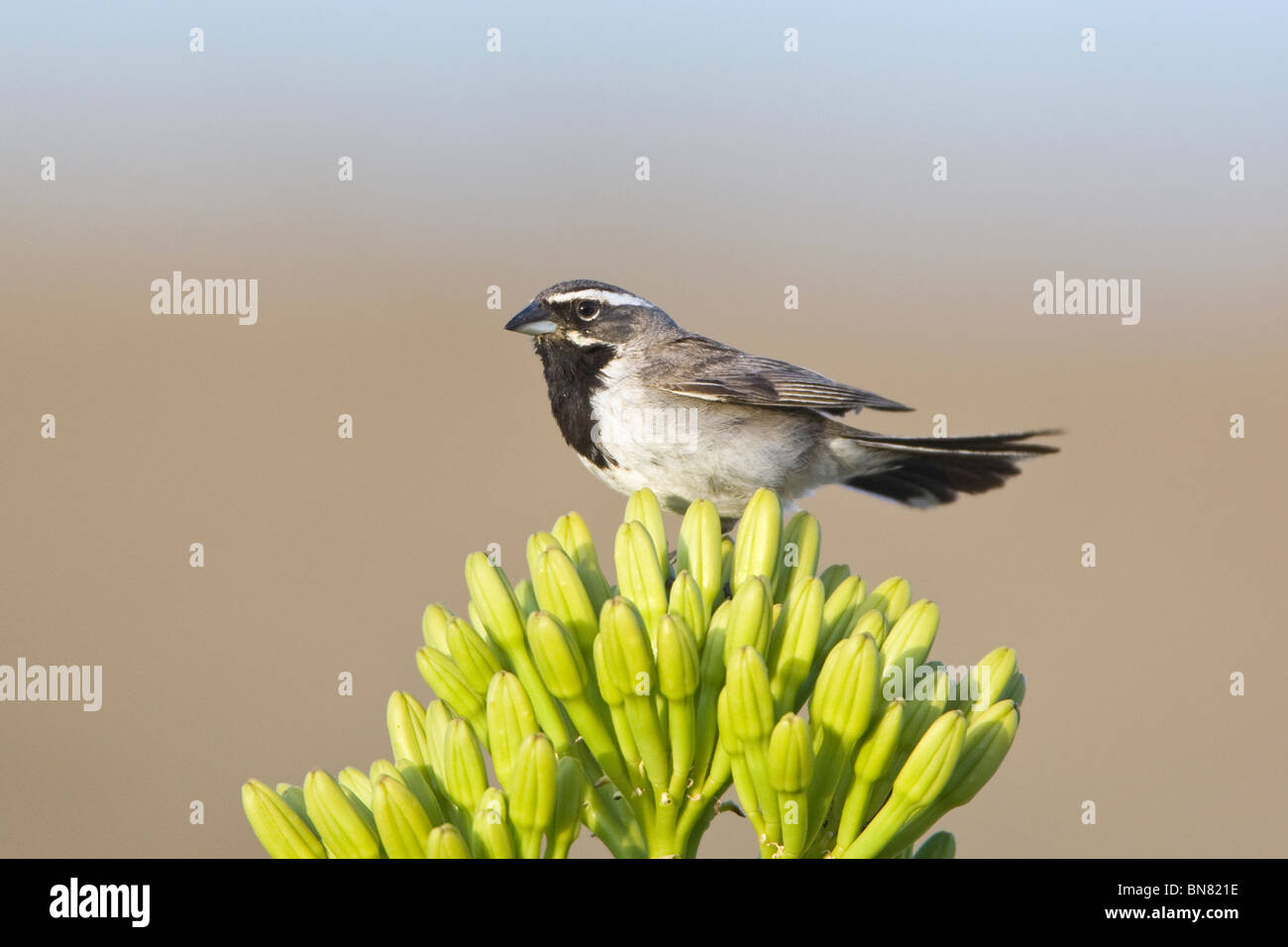 Black-throated Sparrow gehockt Jahrhundertpflanze Stockfoto