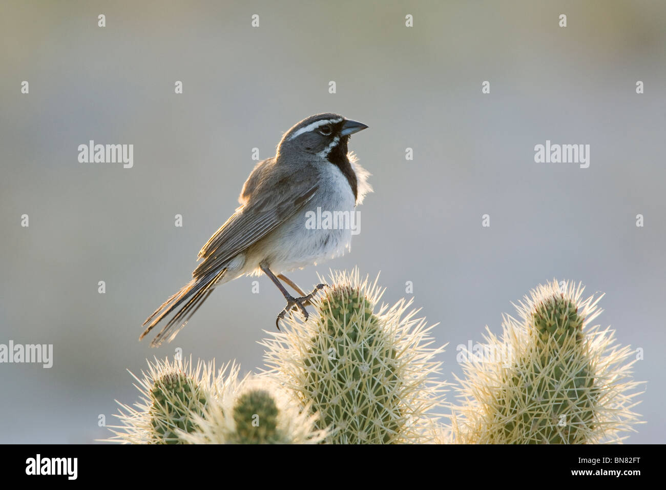 Black-throated Sparrow gehockt Cholla Cactus Stockfoto