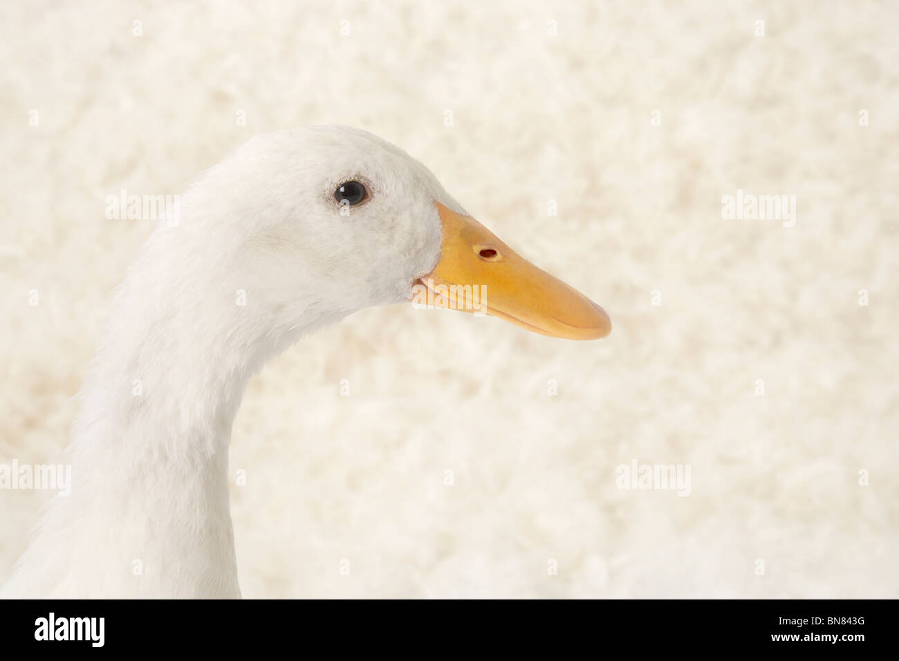 Beachten Sie bitte, bin ich zu sprechen Stockfoto