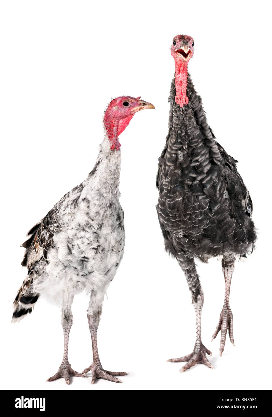 Zwei junge Türkei Bauernhof Vogel geschossen im studio Stockfoto