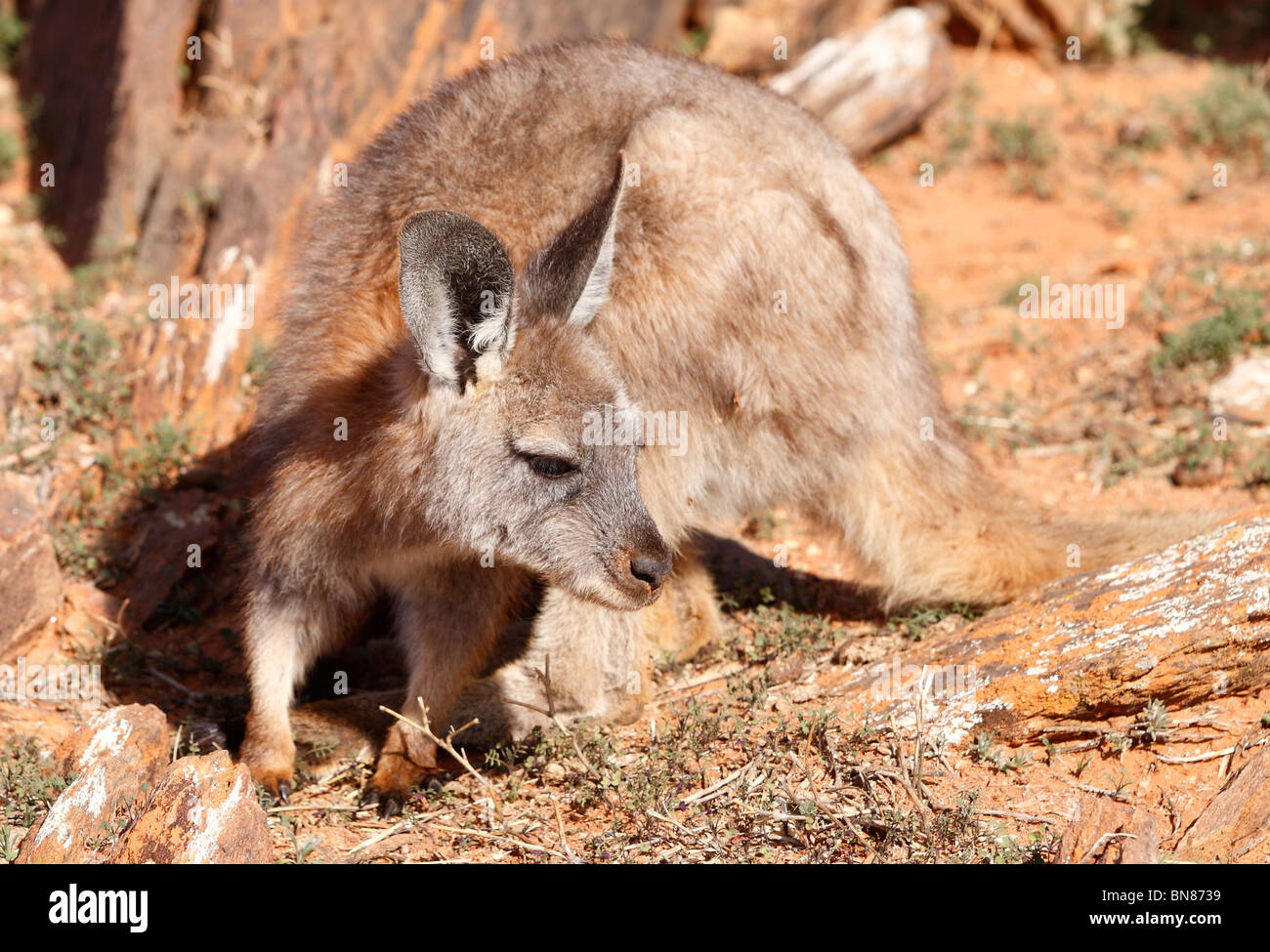 BROKEN HILL, NSW - CIRCA 2009: Ein Euro-Känguru im australischen Outback, circa 2009, Broken Hill, NSW, Australien. Stockfoto