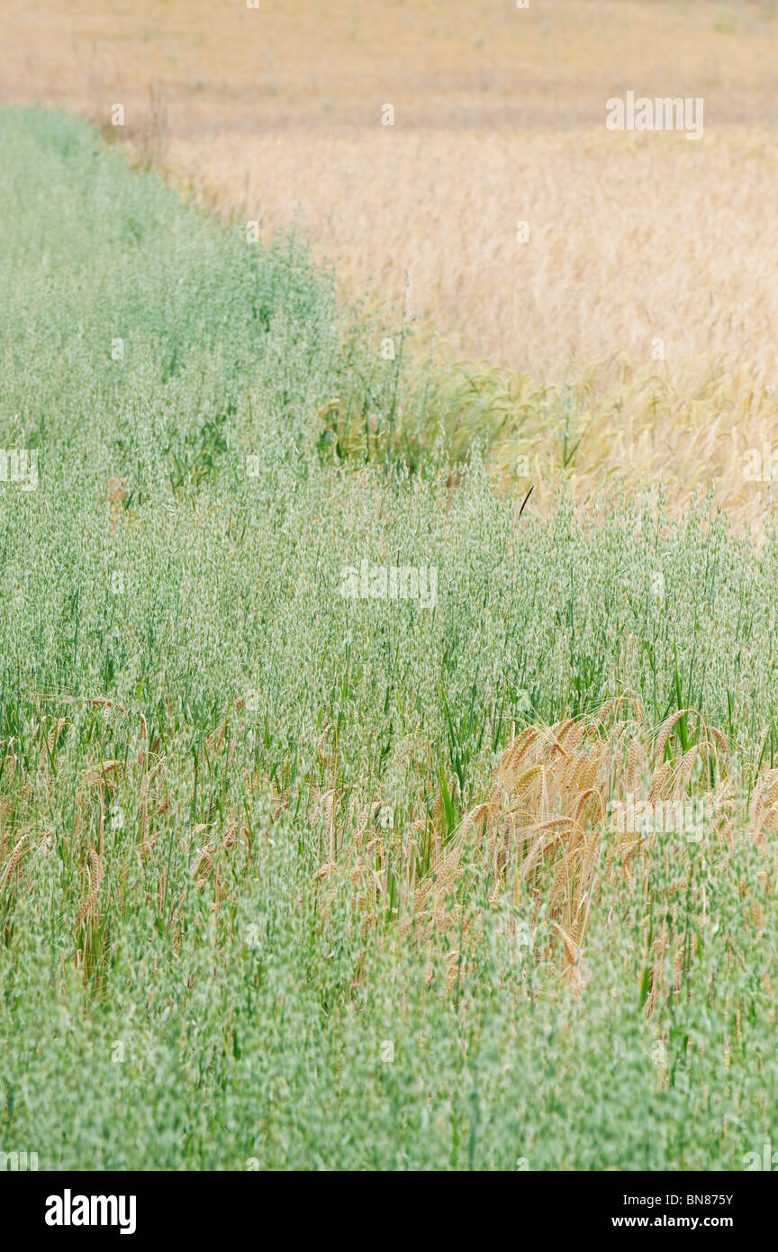 Avena Sativa. Unreife Hafer Getreide bepflanzt Neben einem Gerste Erntegut in der englischen Landschaft. Stockfoto