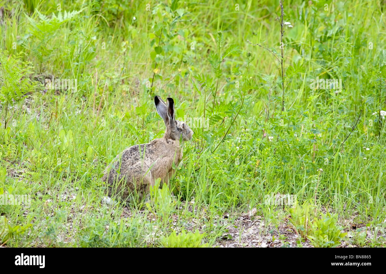 Lepus europaeus Stockfoto