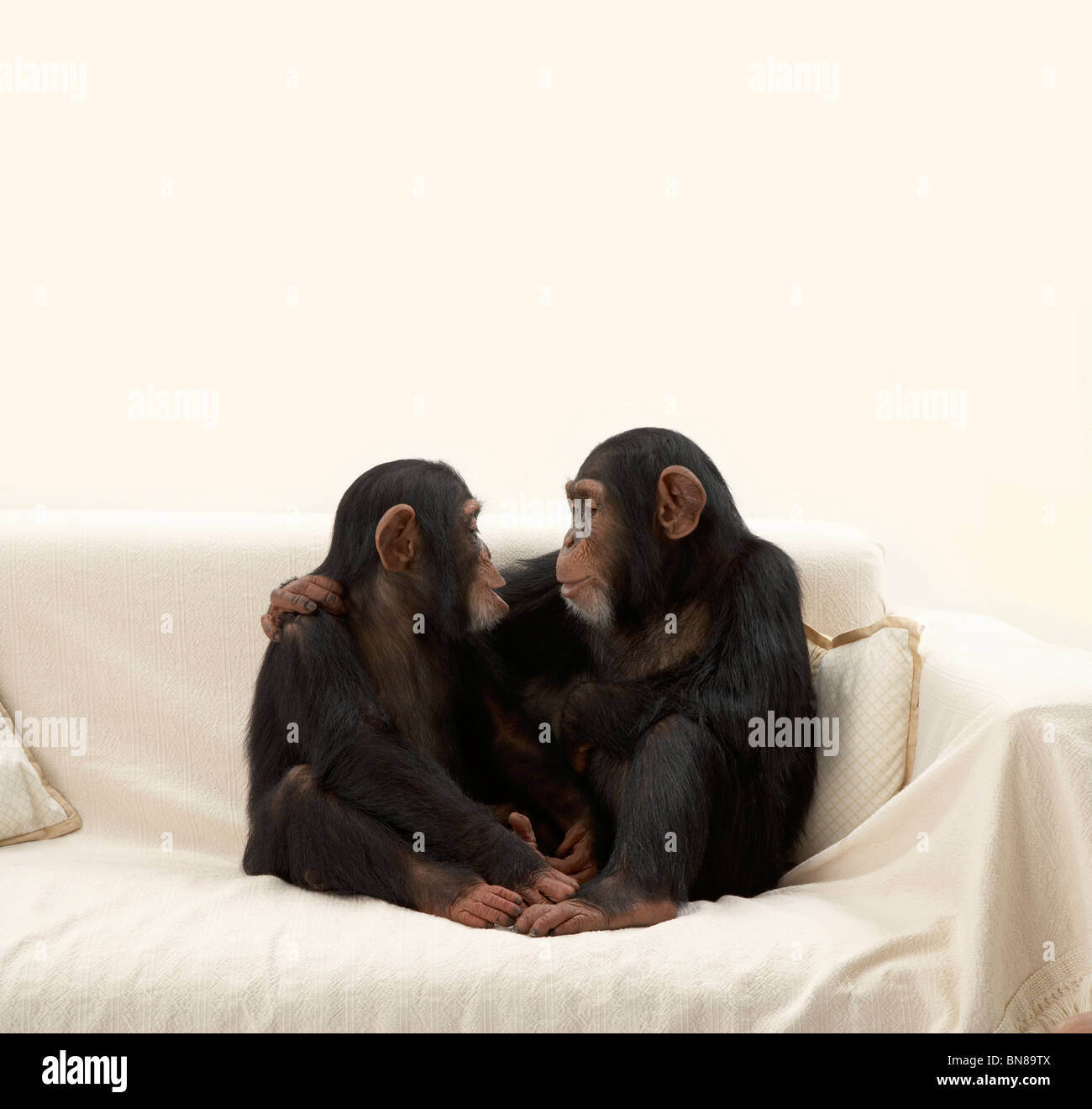 Schimpansen Stockfoto