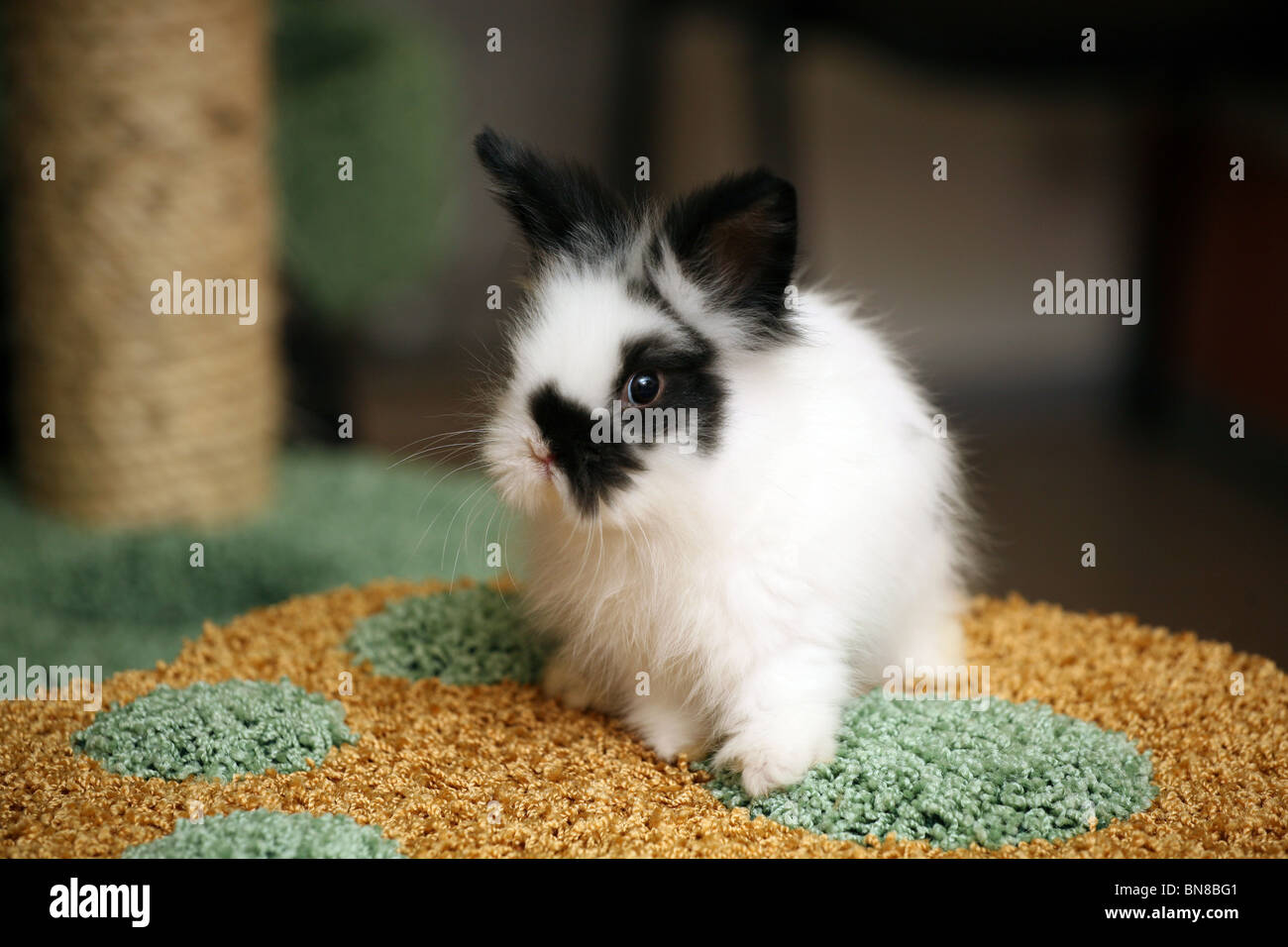 Kleine schwarz-weiße Kaninchen Stockfoto