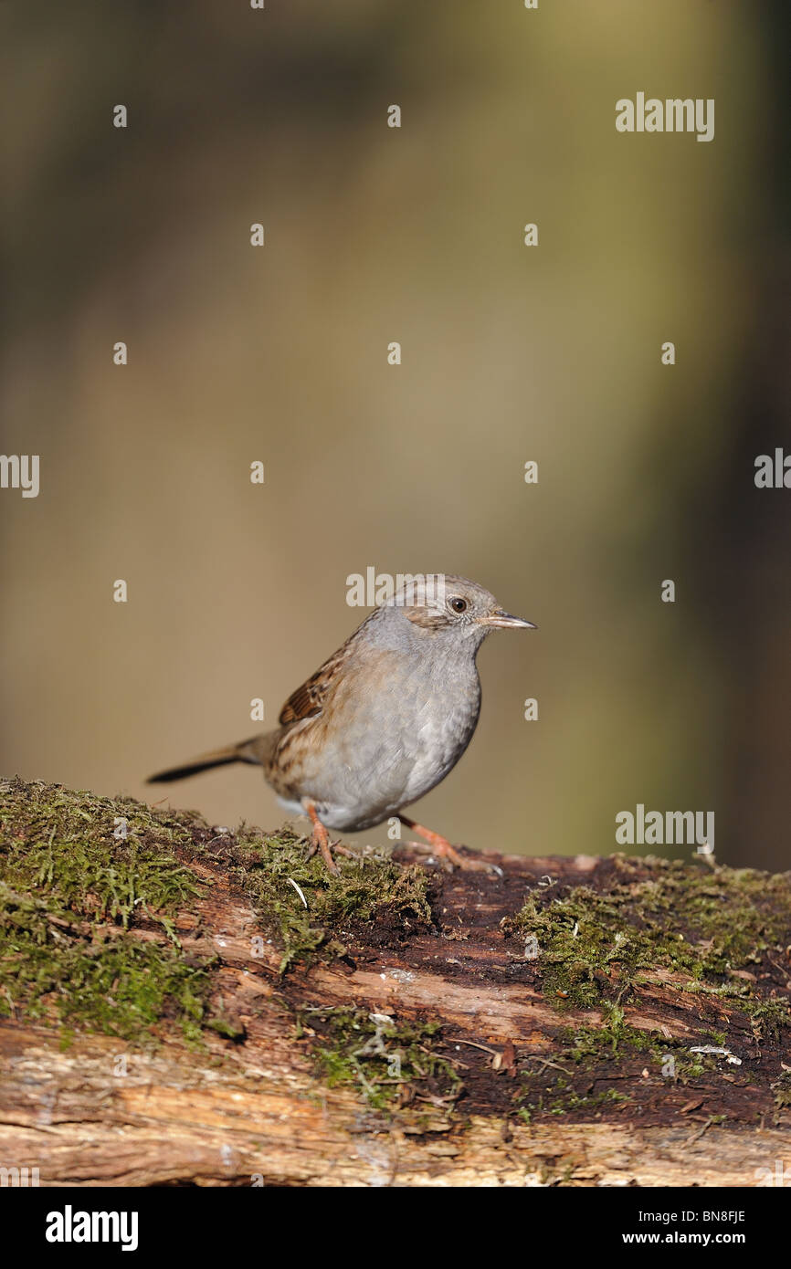 Heckenbraunelle (Prunella Modularis) auf einem moosigen Toten Ast im winter Stockfoto