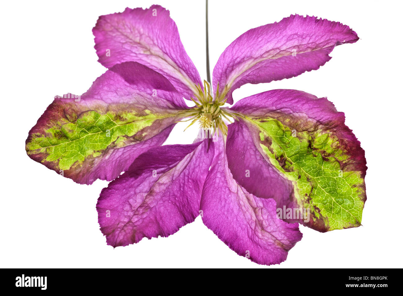 Rosa und grün geädert Flowerhead Clematis Viticella Södertälje Stockfoto