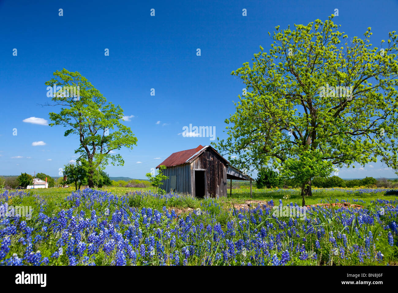 Eine kleine Halle mit Wildblumen Kornblume im Hügelland in Pontotoc, Texas, USA. Stockfoto