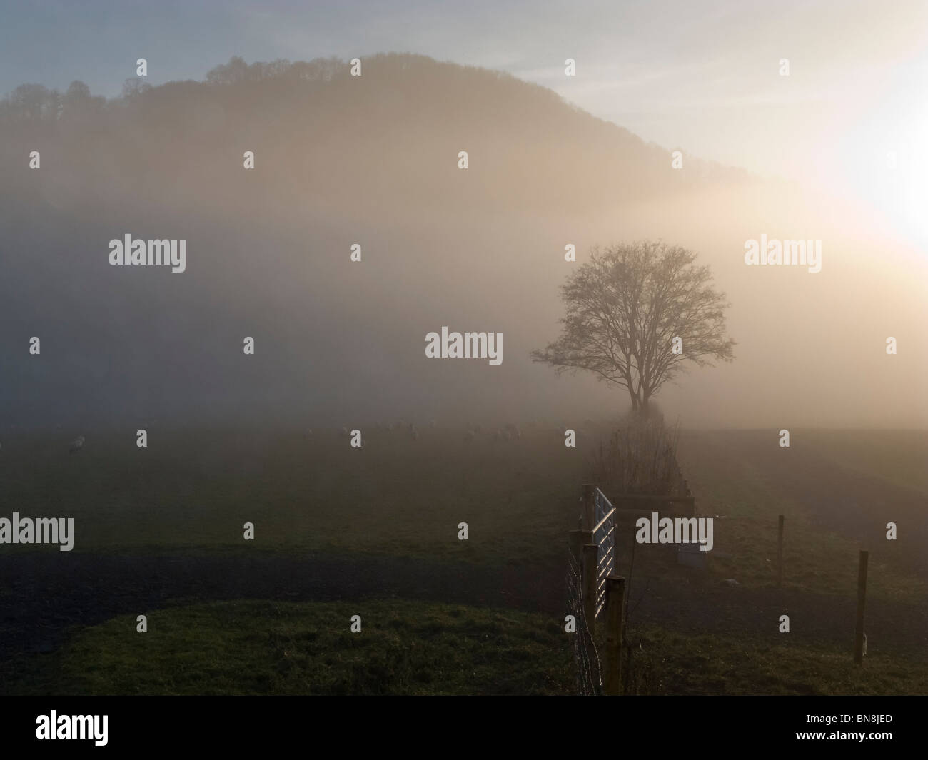 MISTY BAUM UND SCHAFE WYE VALLEY NR MONMOUTH WALESUK Stockfoto