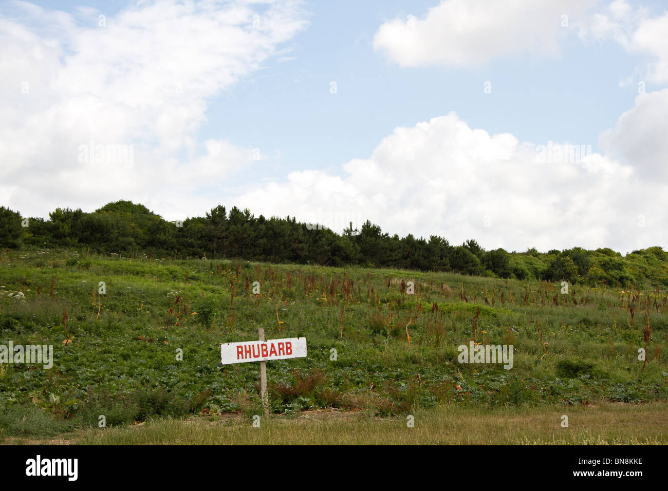 Rhabarber-Feld auf ein wählen Sie Ihre eigene Farm, Sussex, UK Stockfoto