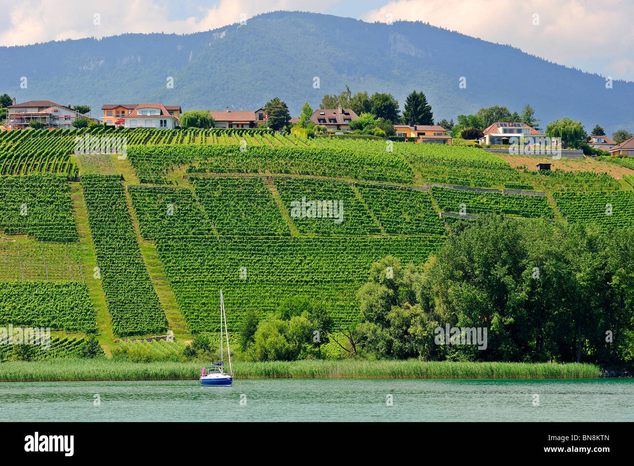 Weinberge am Ufer des Neuenburger See, Schweiz Stockfoto