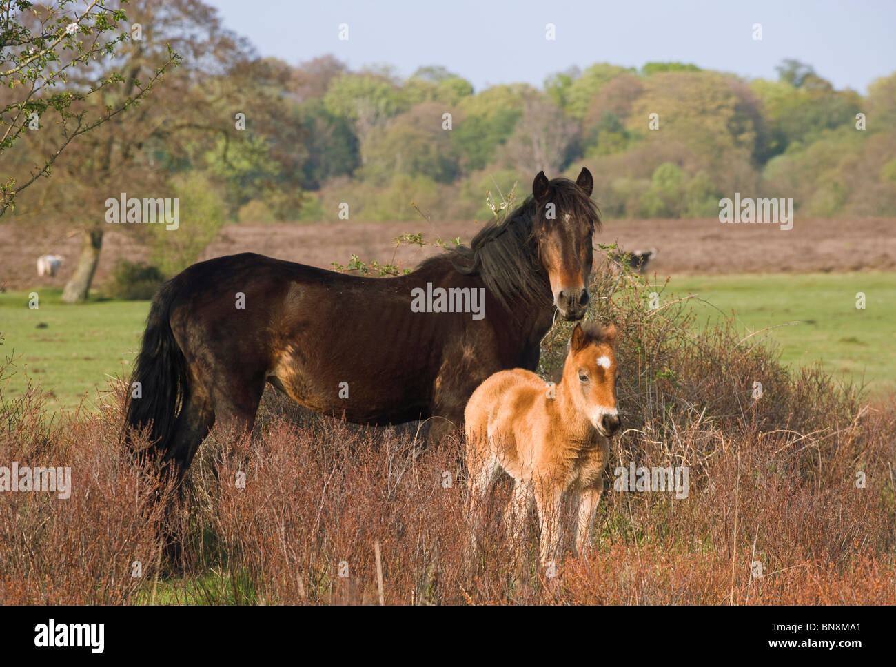 New Forest Ponys Pony Hampshire Vereinigtes Königreich Stockfoto