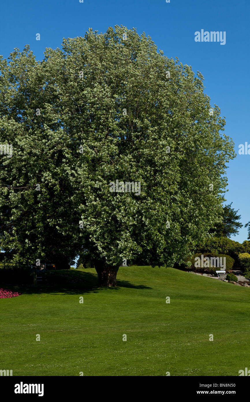 Garten, Baum und blauer Himmel Stockfoto