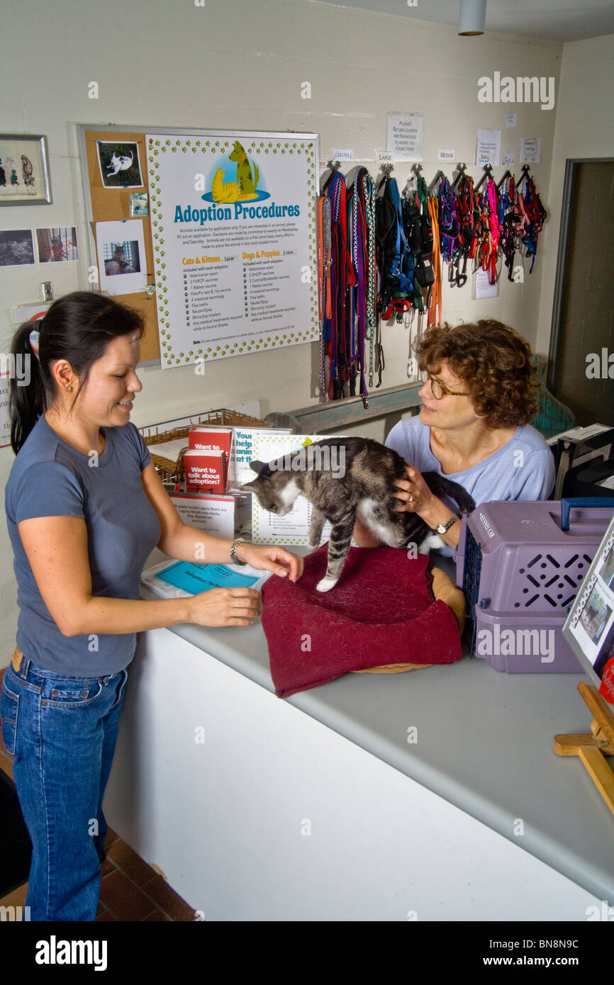 Eine Frau nimmt eine streunende Katze im Tierheim in Laguna Beach ...