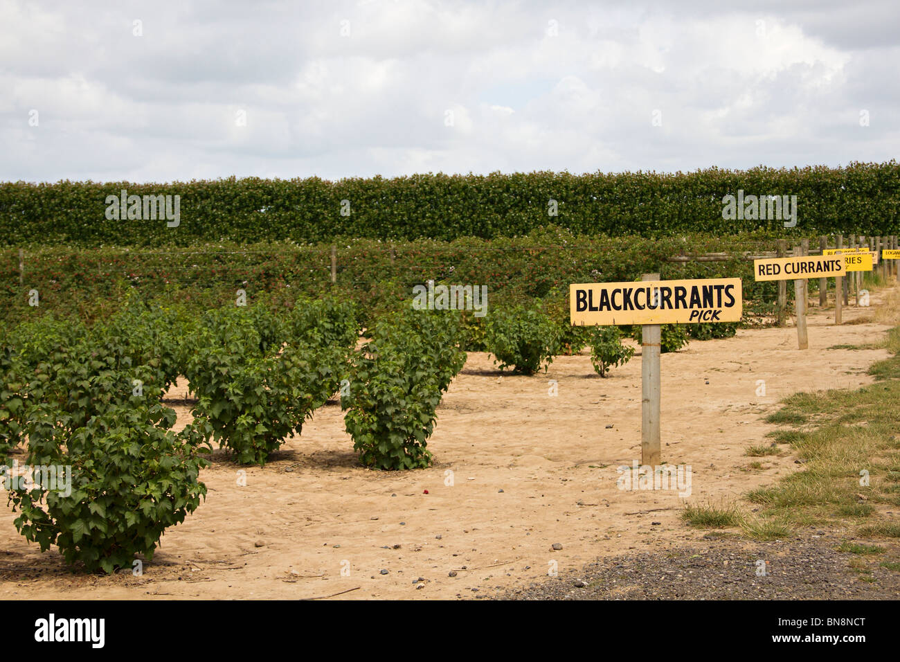 Obst-Büsche auf einem Pick Your Own Bauernhof, Sussex, UK Stockfoto