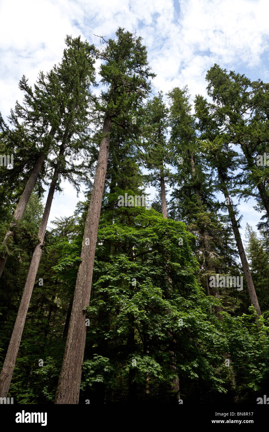 Wald, riesige Douglasien Stockfoto