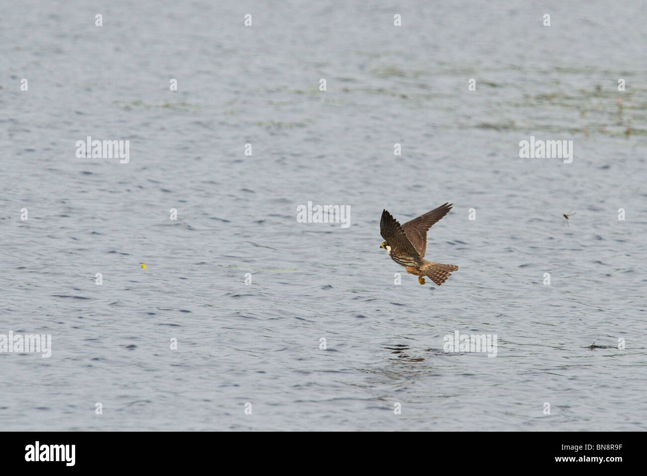 Hobby fliegen über Lockvogel-See bei Shapwick Heide National Nature Reserve. Stockfoto
