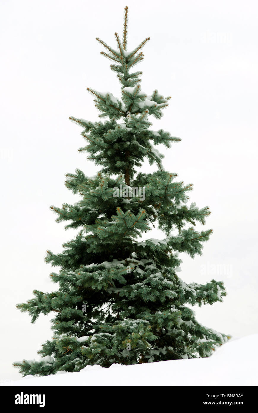 Fell-Weihnachtsbaum wieder weißer Hintergrund Stockfoto