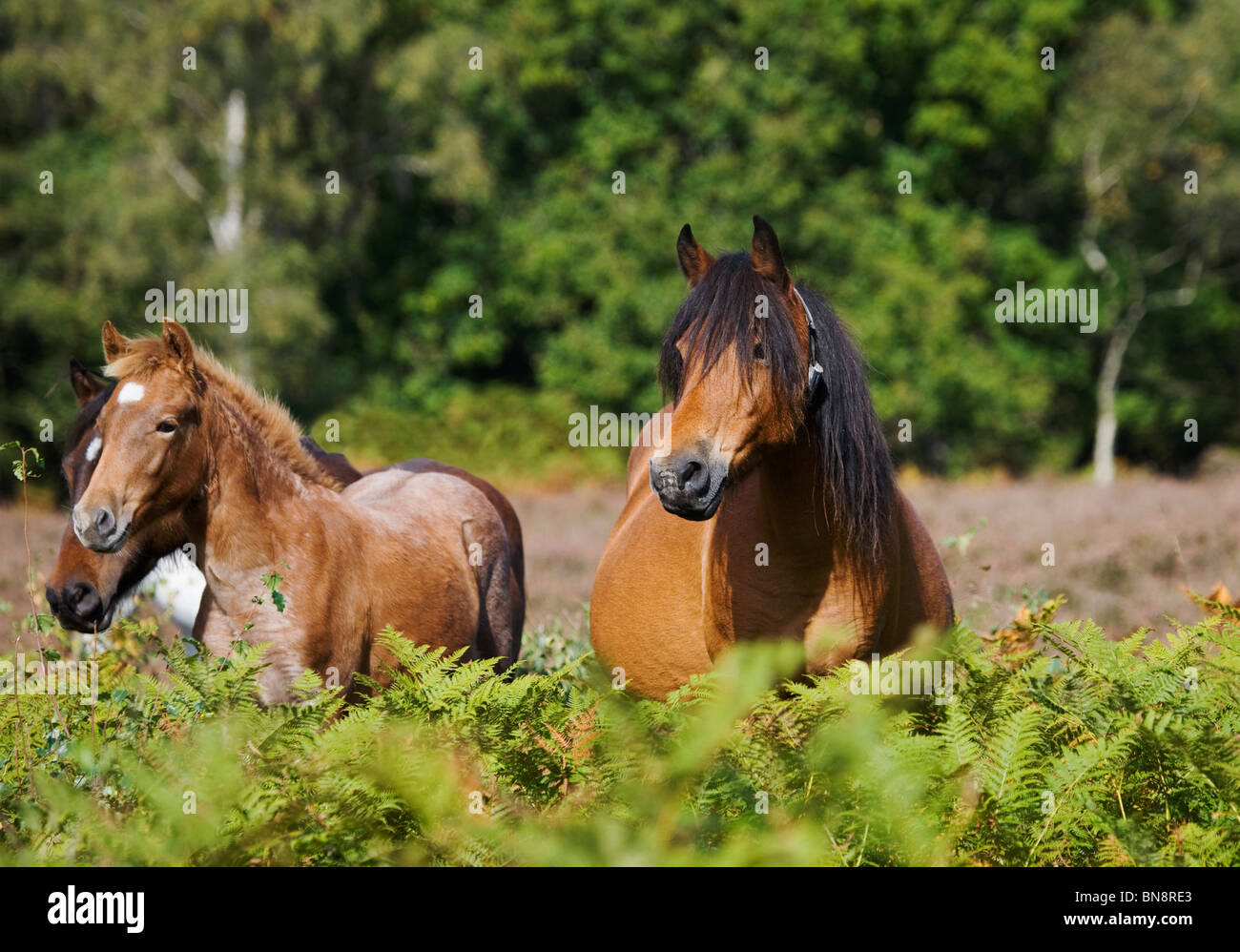 New Forest Ponys Pony Hampshire Vereinigtes Königreich Stockfoto