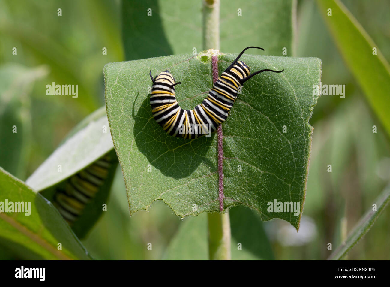 Monarch-Schmetterling Raupe Danaus Plexippus Fütterung auf gemeinsamen Seidenpflanze verlässt Asclepias Syriaca E USA Stockfoto