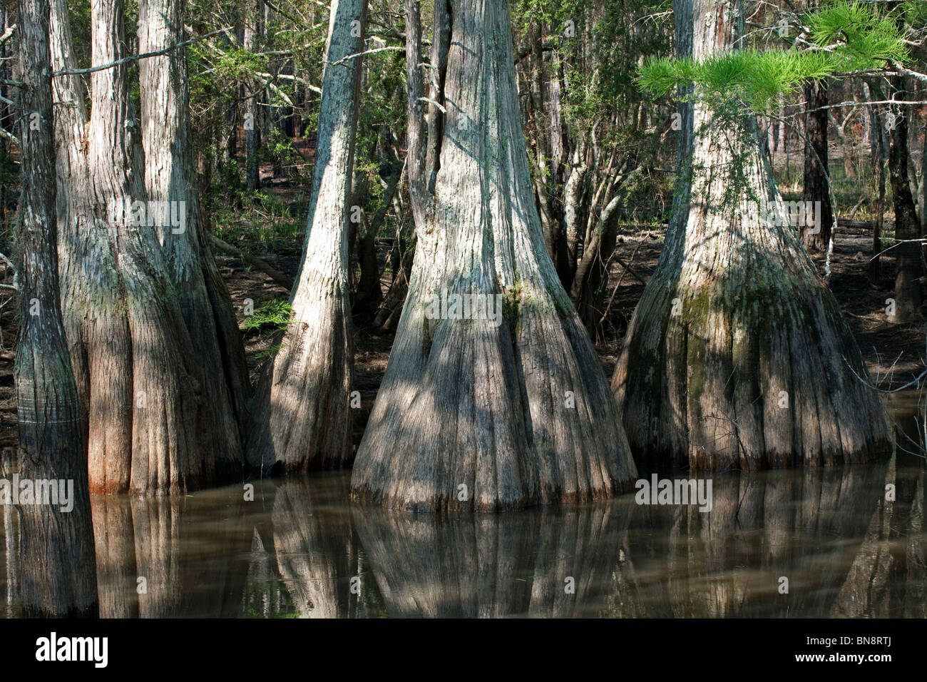 Cypress Knie Florida USA Stockfoto