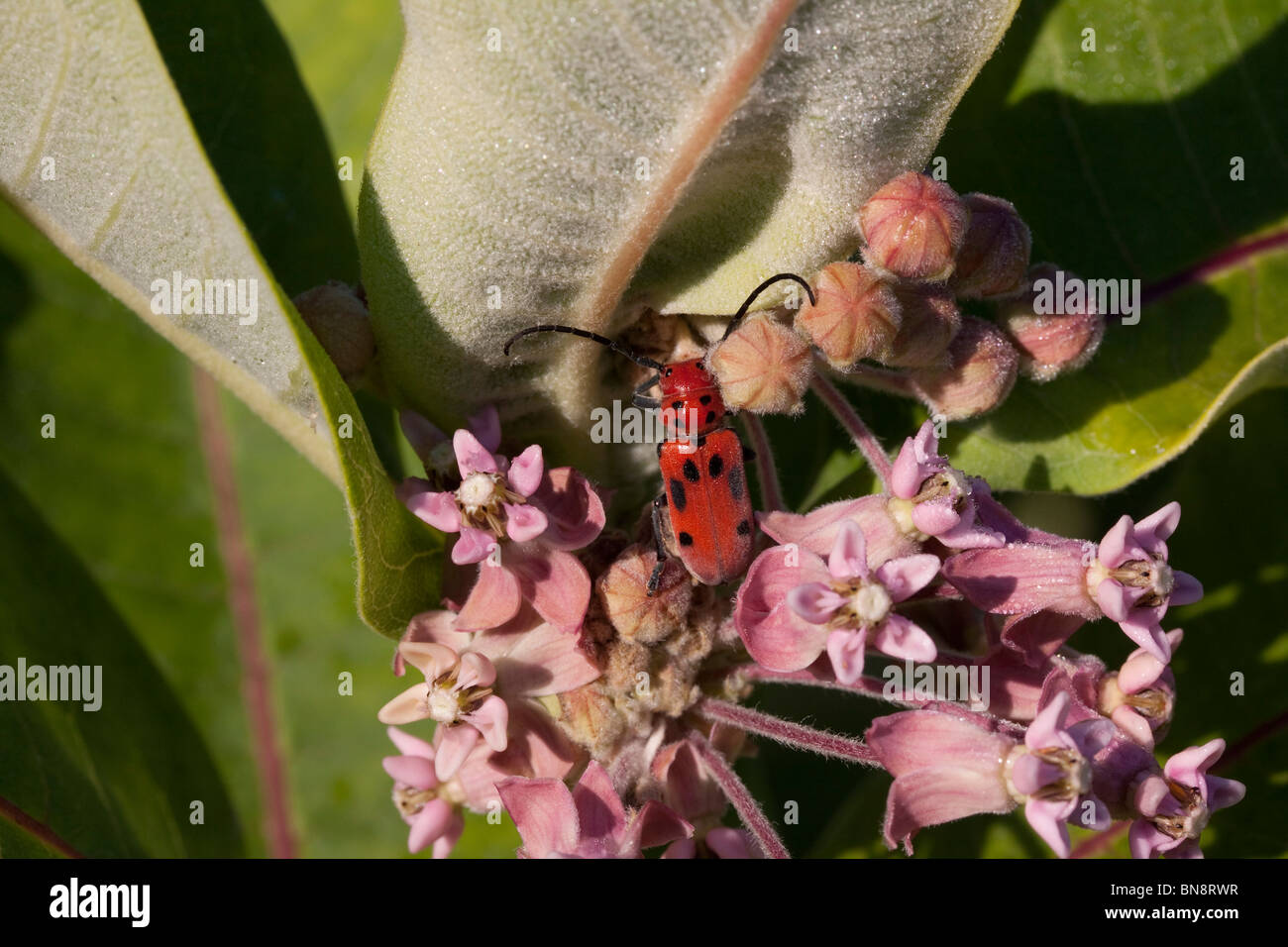 Rote Wolfsmilch Käfer Tetraopes Tetrophthalmus auf gemeinsamen Seidenpflanze Blumen Asclepias Syriaca Osten der Vereinigten Staaten Stockfoto