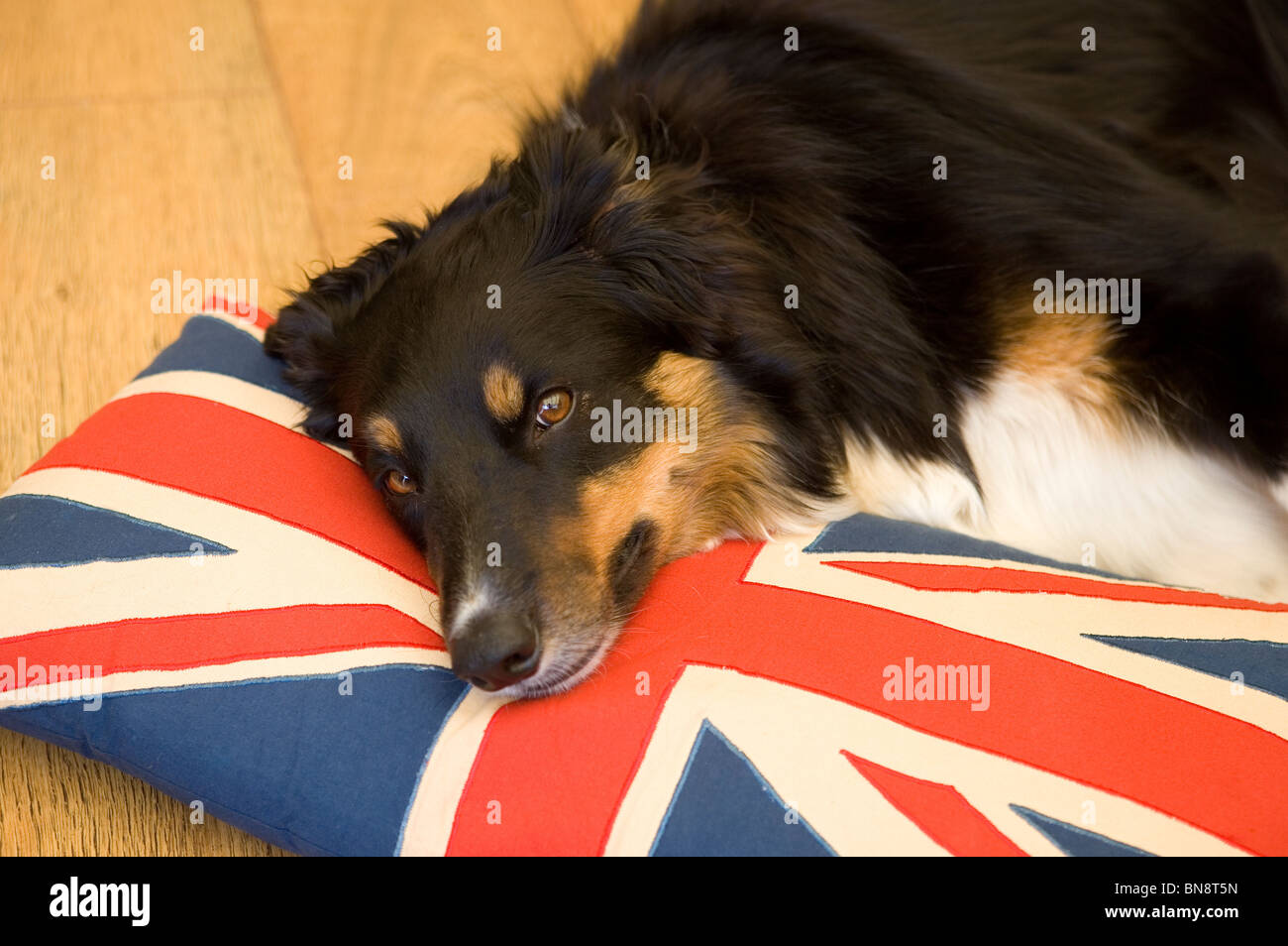 Border Collie alleinstehenden ruht auf Union Jack Kissen UK Stockfoto