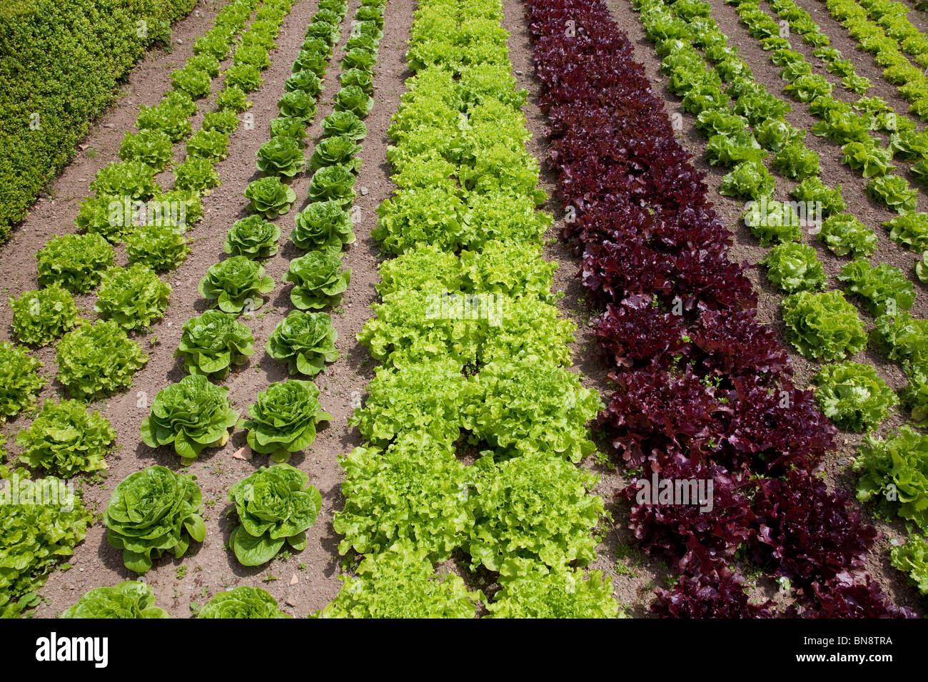 Makellose Salate wachsen in einem gut gepflegten Gemüsegarten Stockfoto