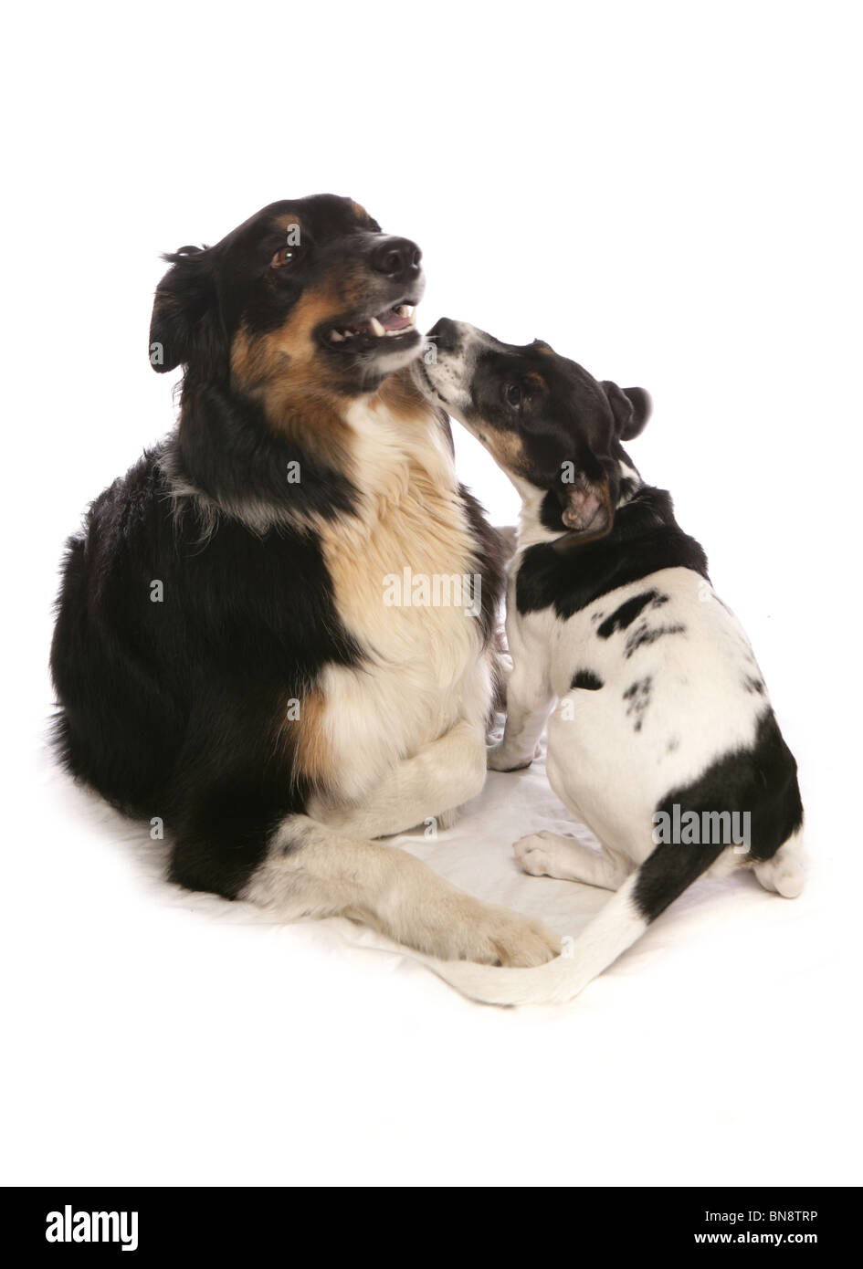 Zwei Hunde spielen einzelne Erwachsene Border Collie und Welpen Jack Russell Terrier Studio, UK Stockfoto