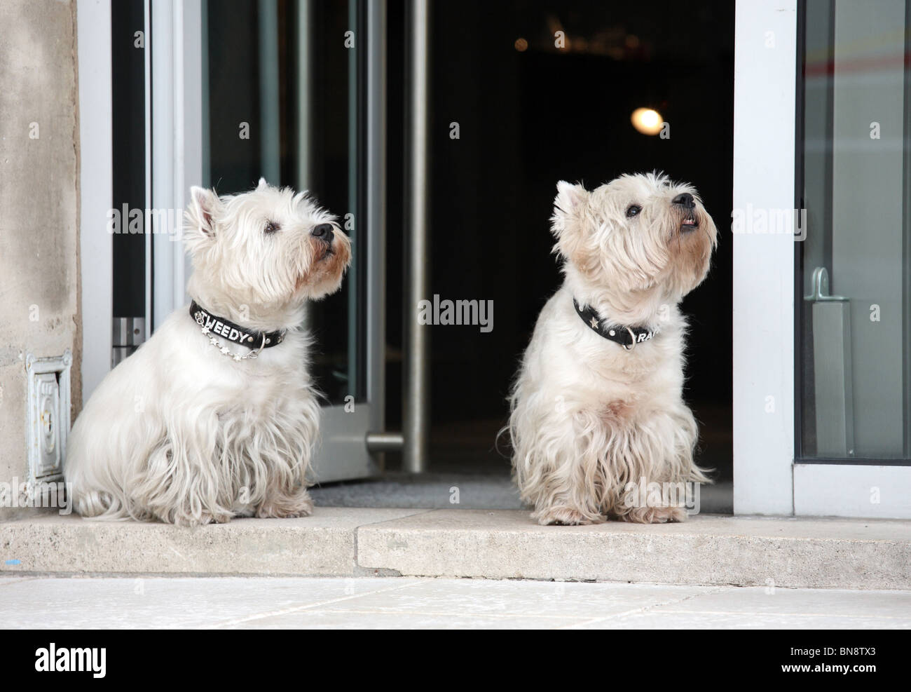 Zwei West Highland White Terrier, Nancy, Frankreich Stockfoto
