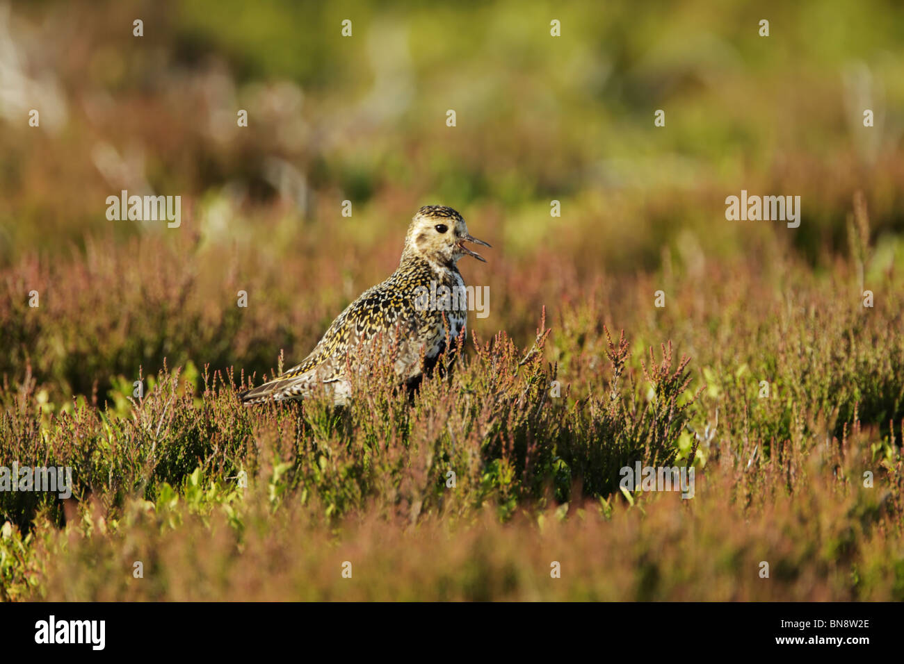 Golden Plover Juvenile (Pluvialis Apricaria) stehen unter Heidekraut Berufung Stockfoto