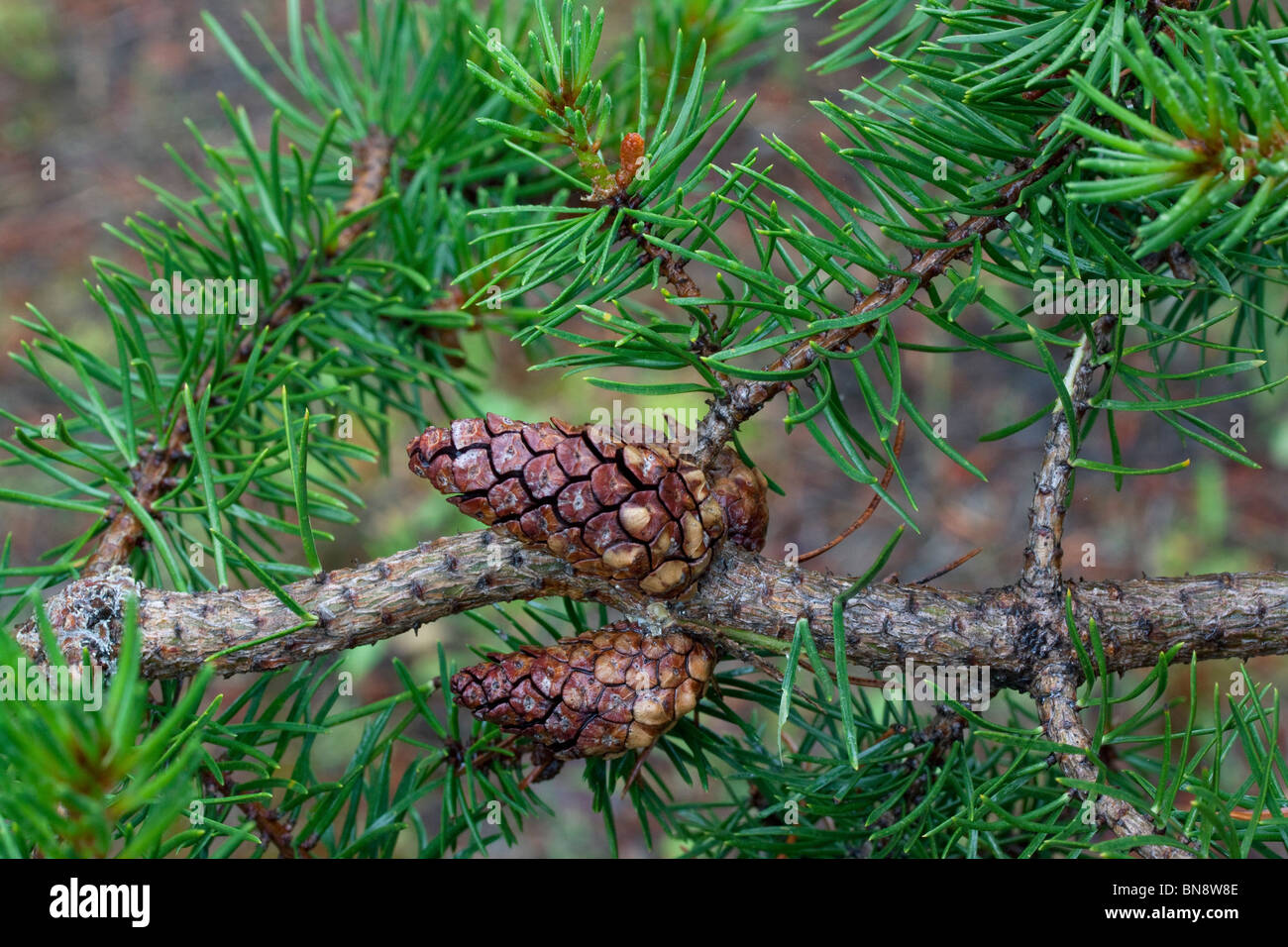 Entwicklung von Banks-Kiefer Kegel Pinus Banksiana Northern Michigan-USA Stockfoto