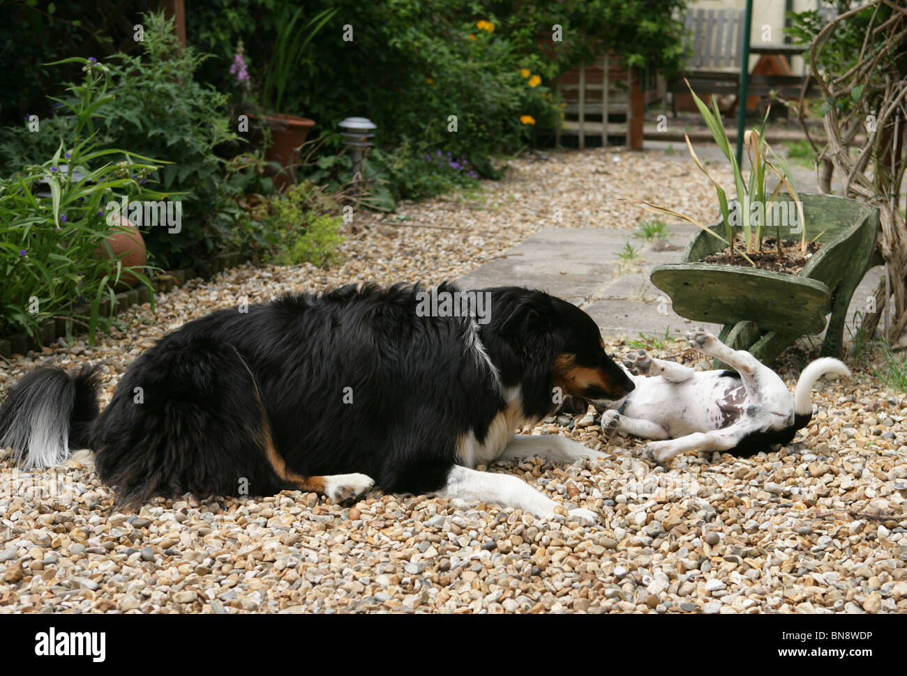 Jack Russell Terrier Vorlage einzelne Erwachsene Border Collie und Welpen Jack Russell Terrier Garten, UK Stockfoto