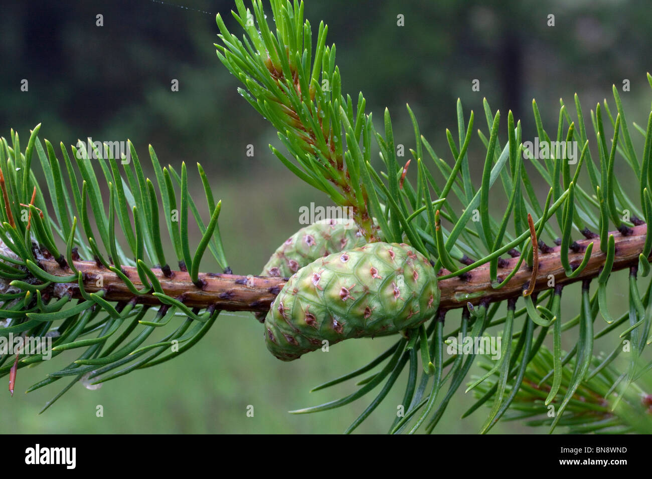 Die Entwicklung von unreifen Buchse Tannenzapfen Pinus banksiana Northern Michigan USA Stockfoto