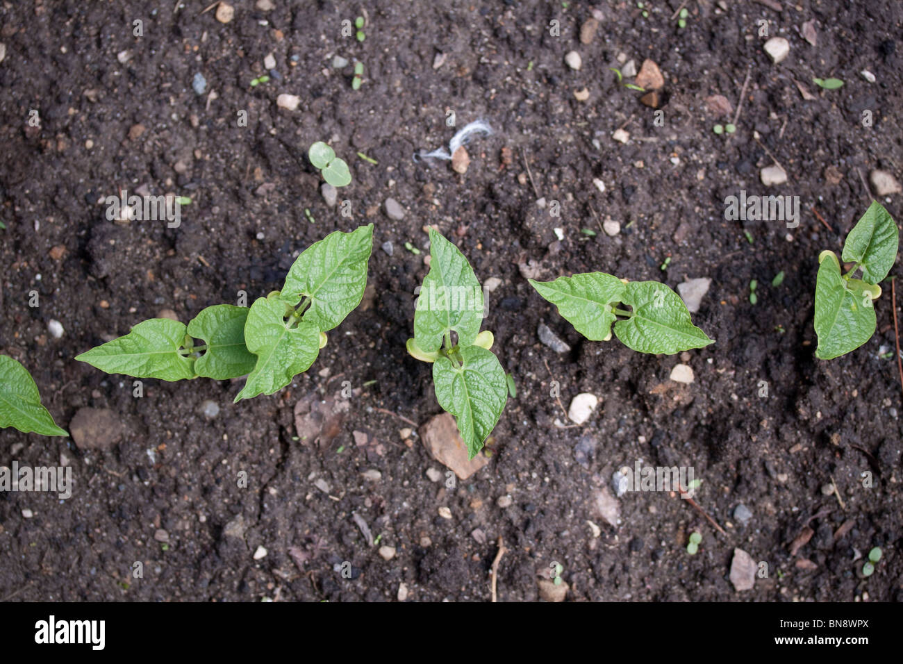 Garten Bean keimenden Pflanzen zuerst Wachstum E USA Stockfoto