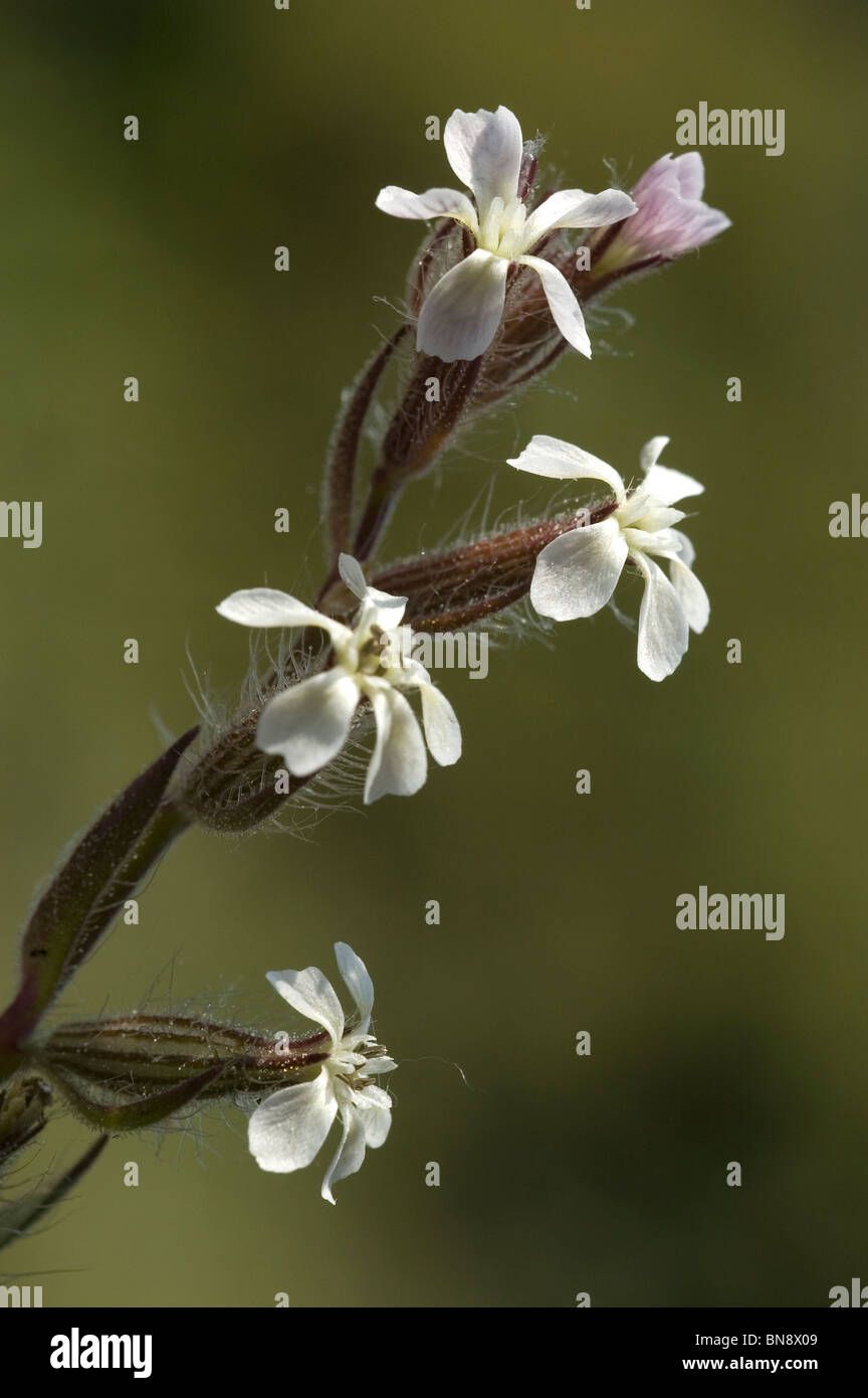 Kleine Blumen Leimkraut (Silene Gallica) Stockfoto