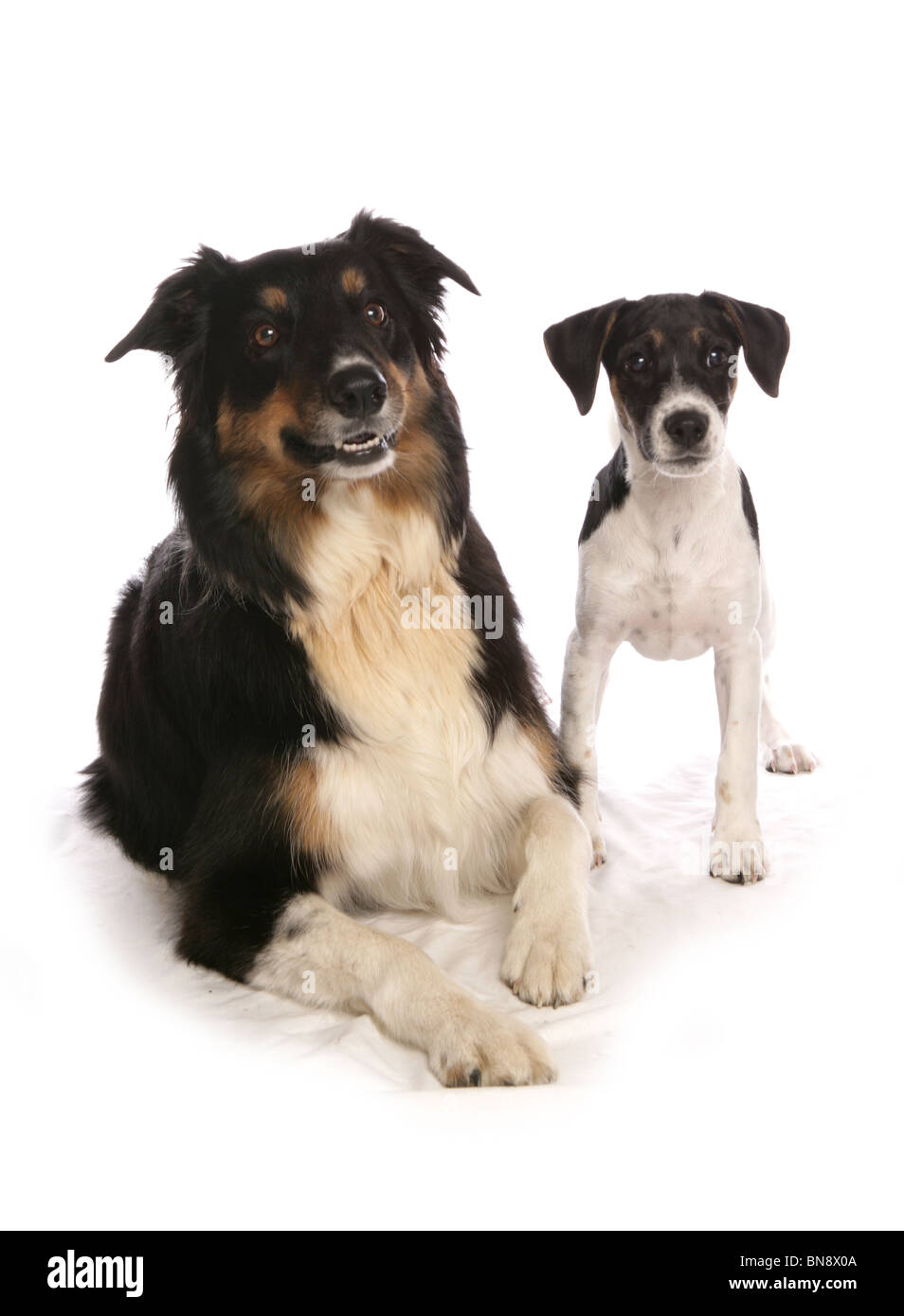 Zwei Hunde im Studio einzelne Erwachsene Border Collie und Welpen Jack Russell Terrier Studio, UK Stockfoto
