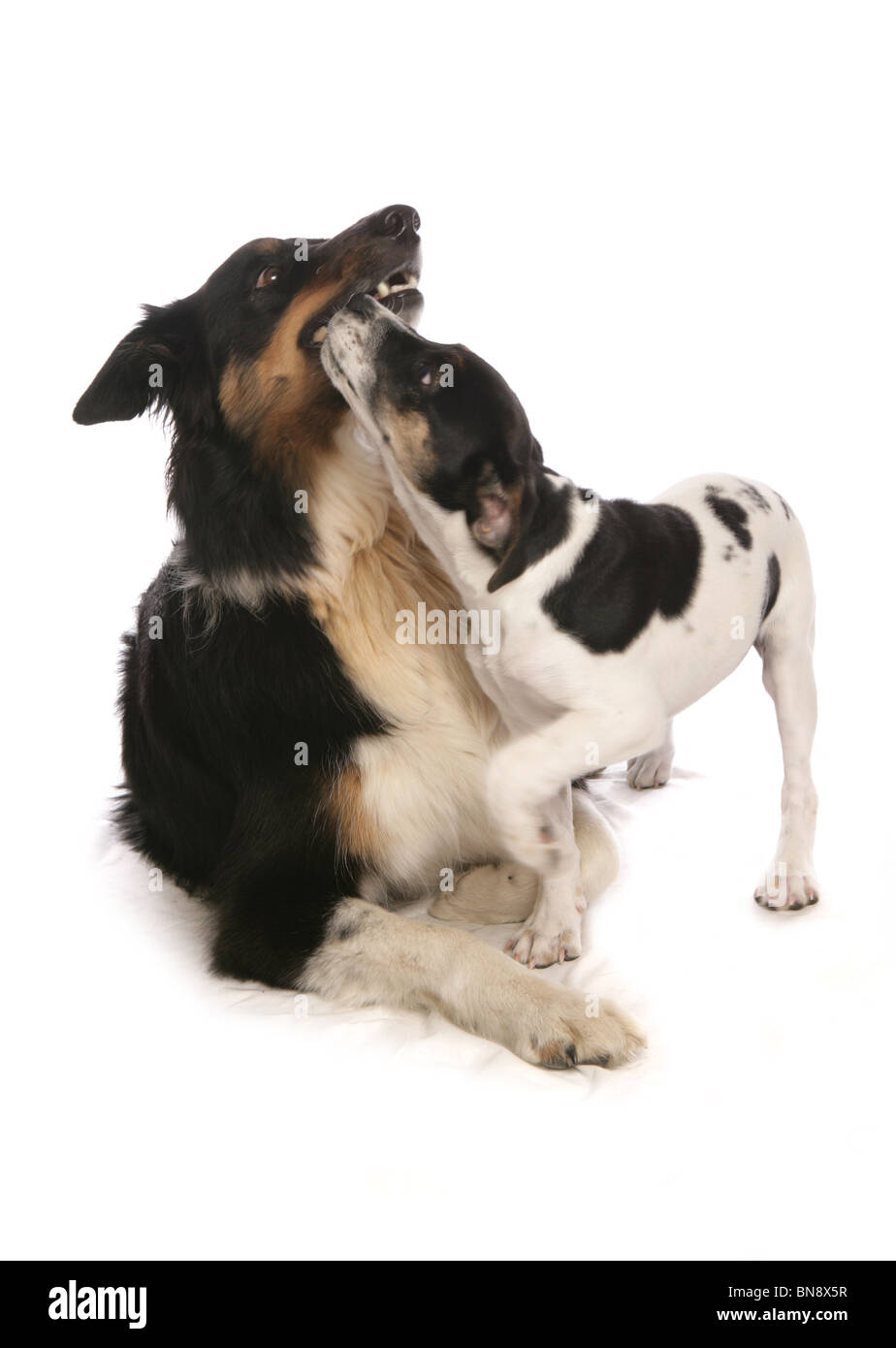 Zwei Hunde spielen einzelne Erwachsene Border Collie und Welpen Jack Russell Terrier Garten, UK Stockfoto