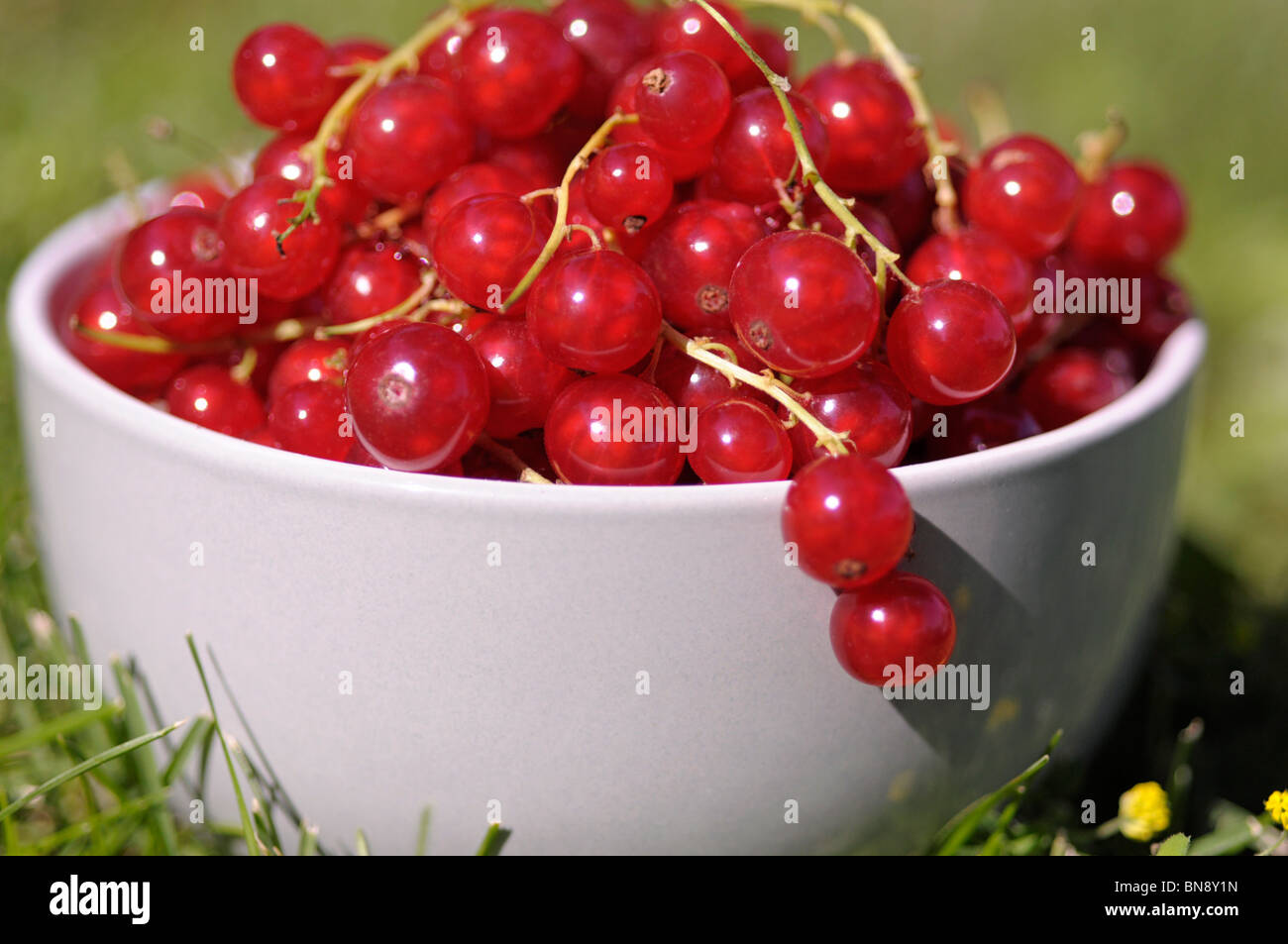 Rote Johannisbeeren Stockfoto