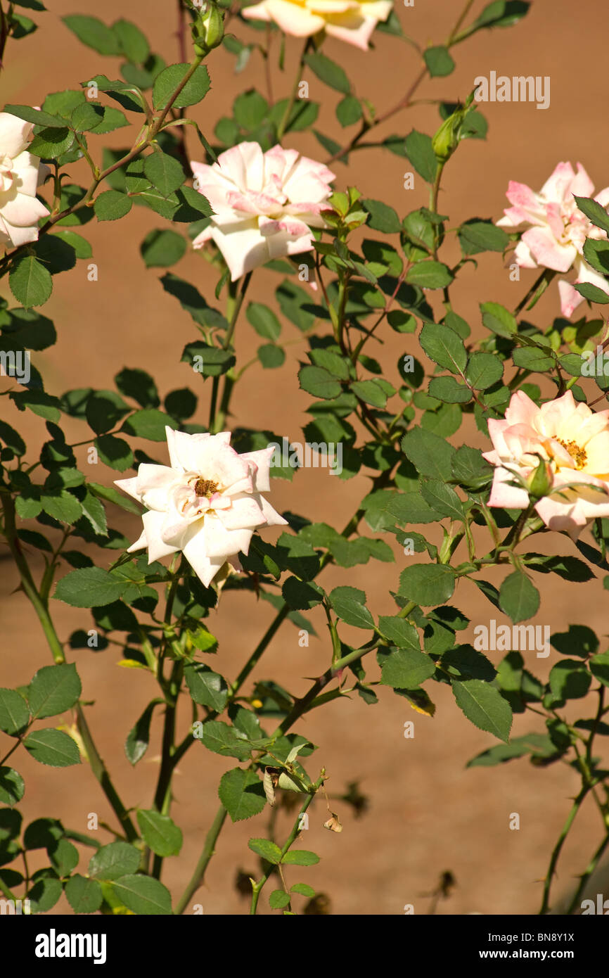 Nahaufnahme von einem Rosenbusch Stockfoto